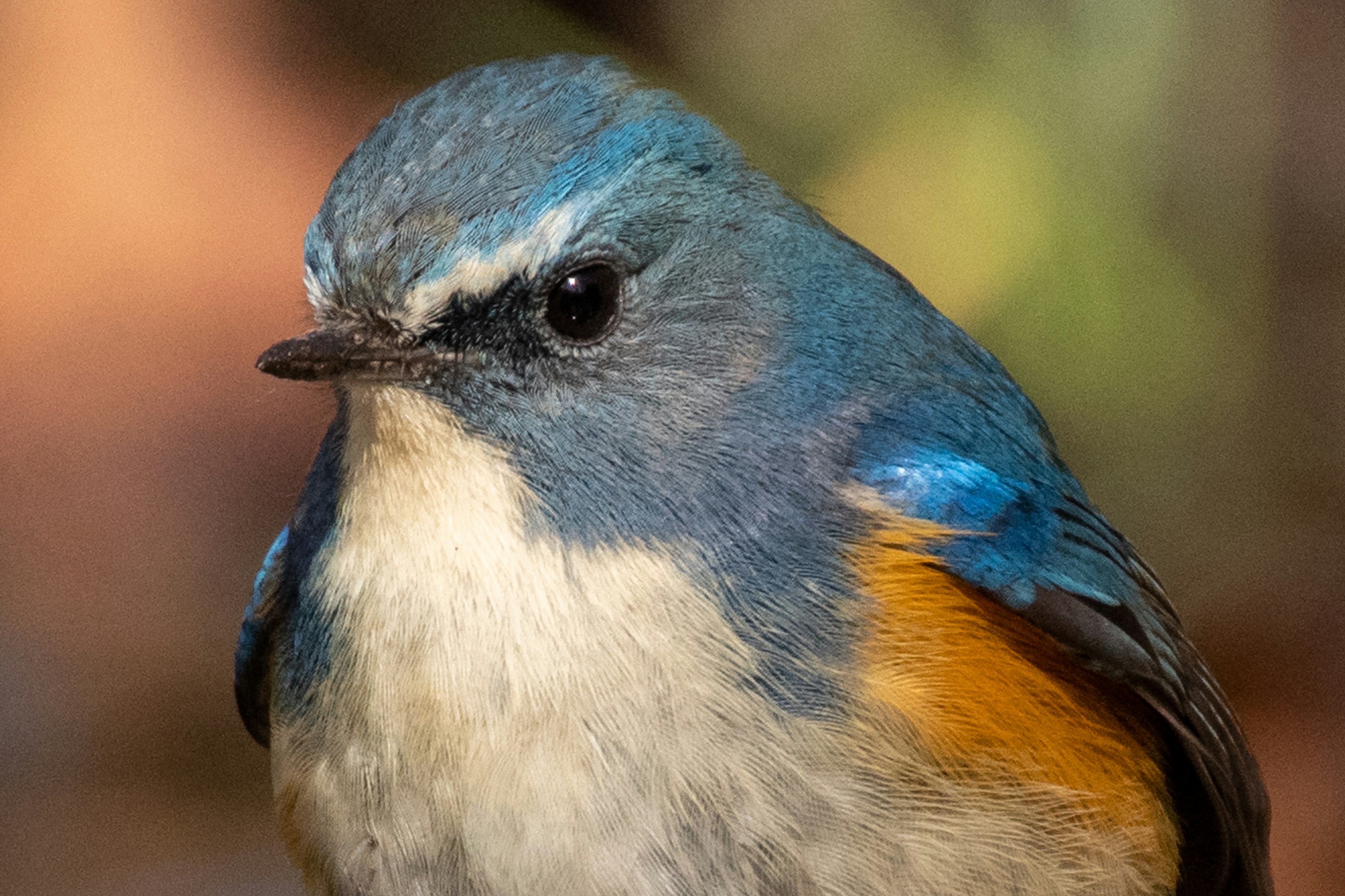 Close-up of a small bird with vibrant blue feathers