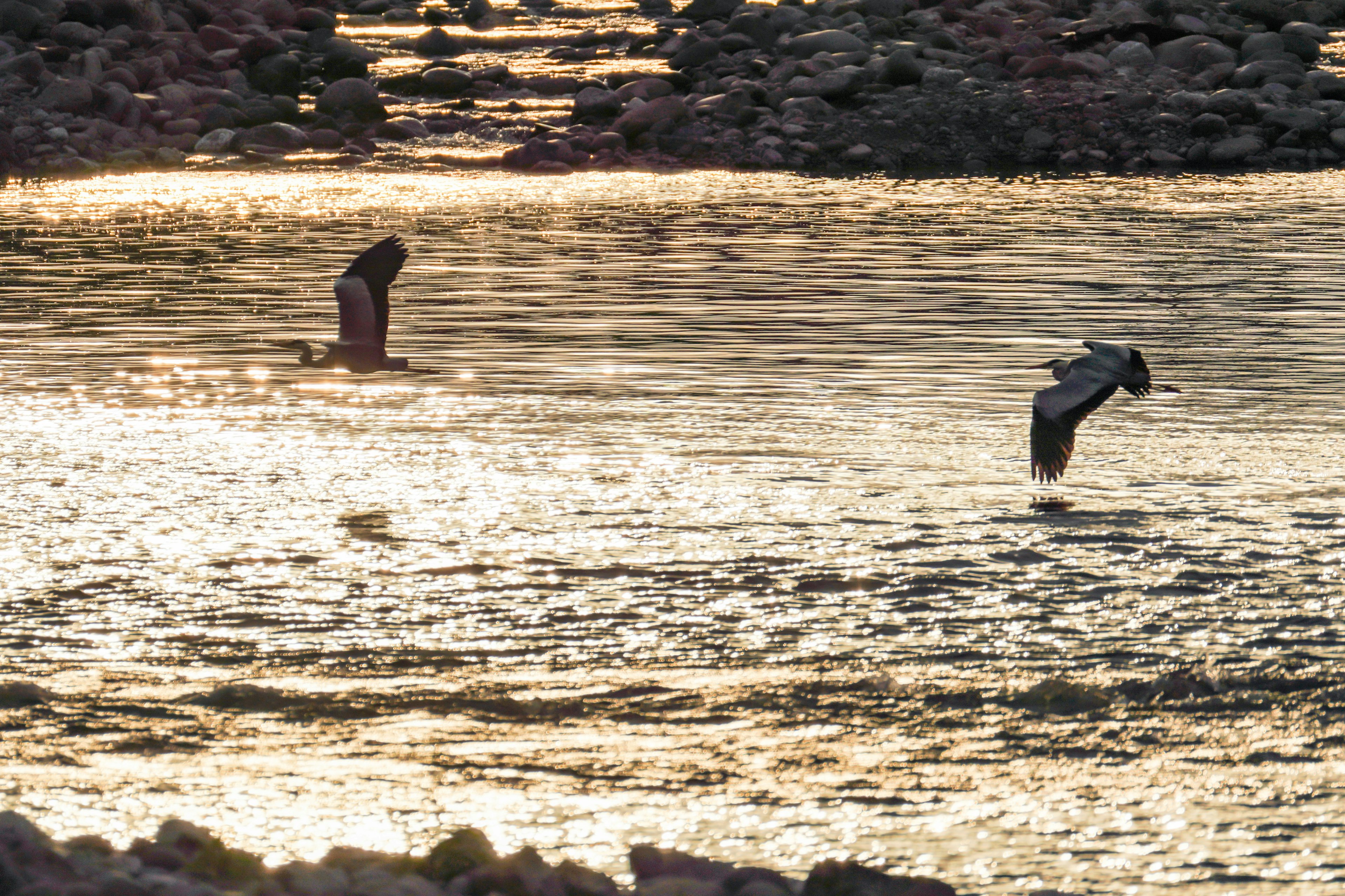 水面を飛ぶ鳥と水に立つ鳥のシルエットの夕暮れの風景