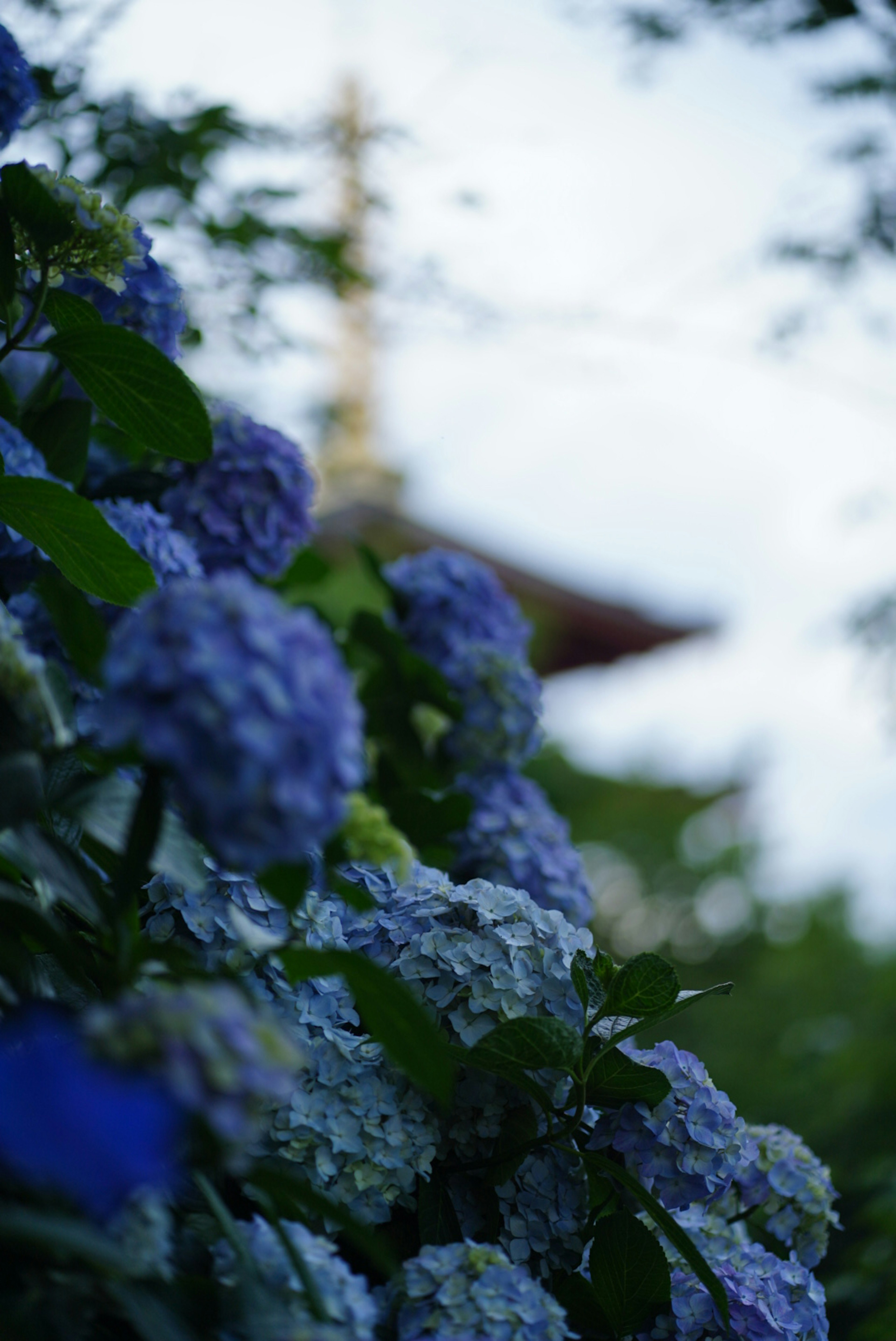 Bunga hidrangea biru dengan menara kuil yang buram di latar belakang