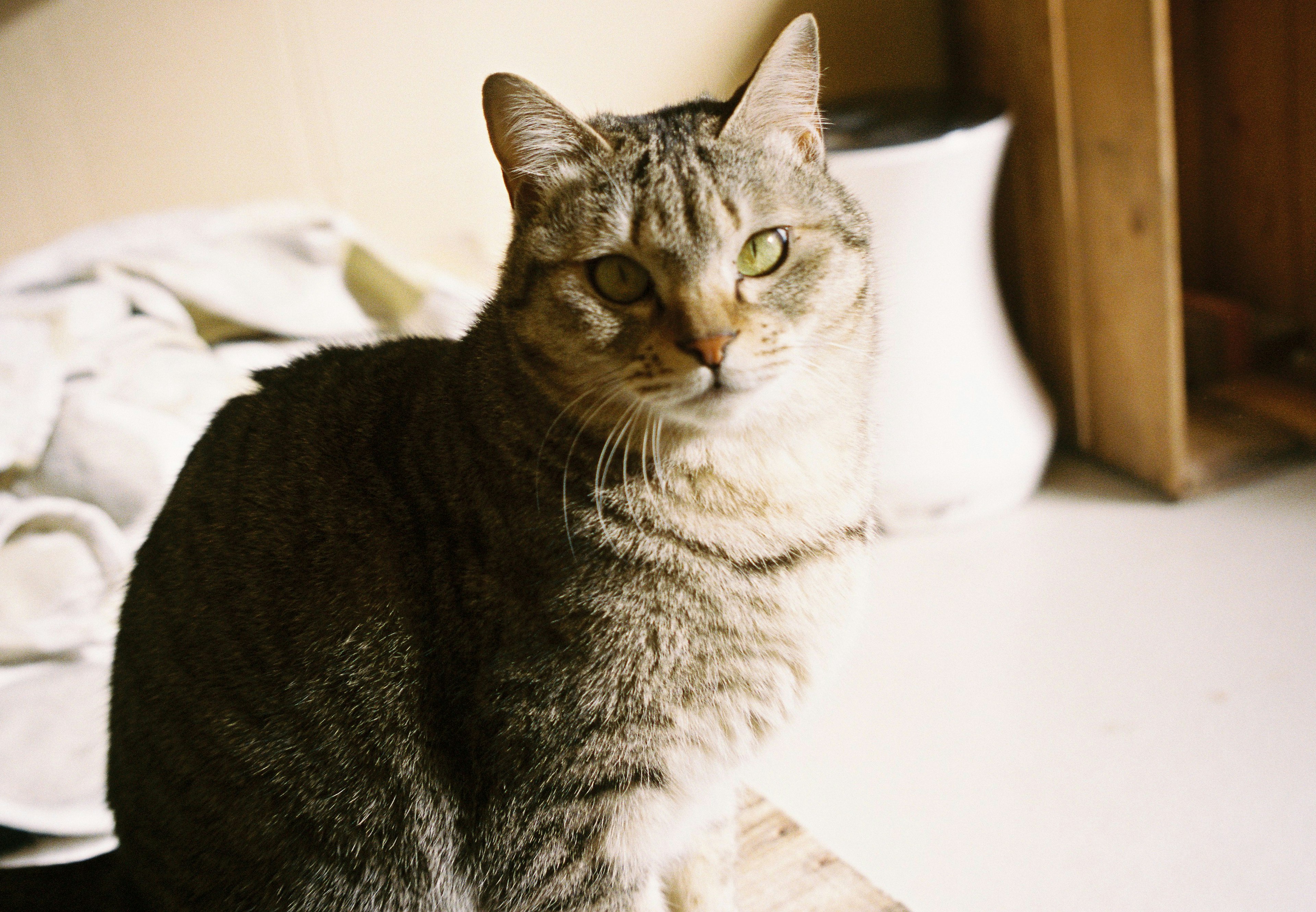 Gato gris sentado en el interior con luz suave