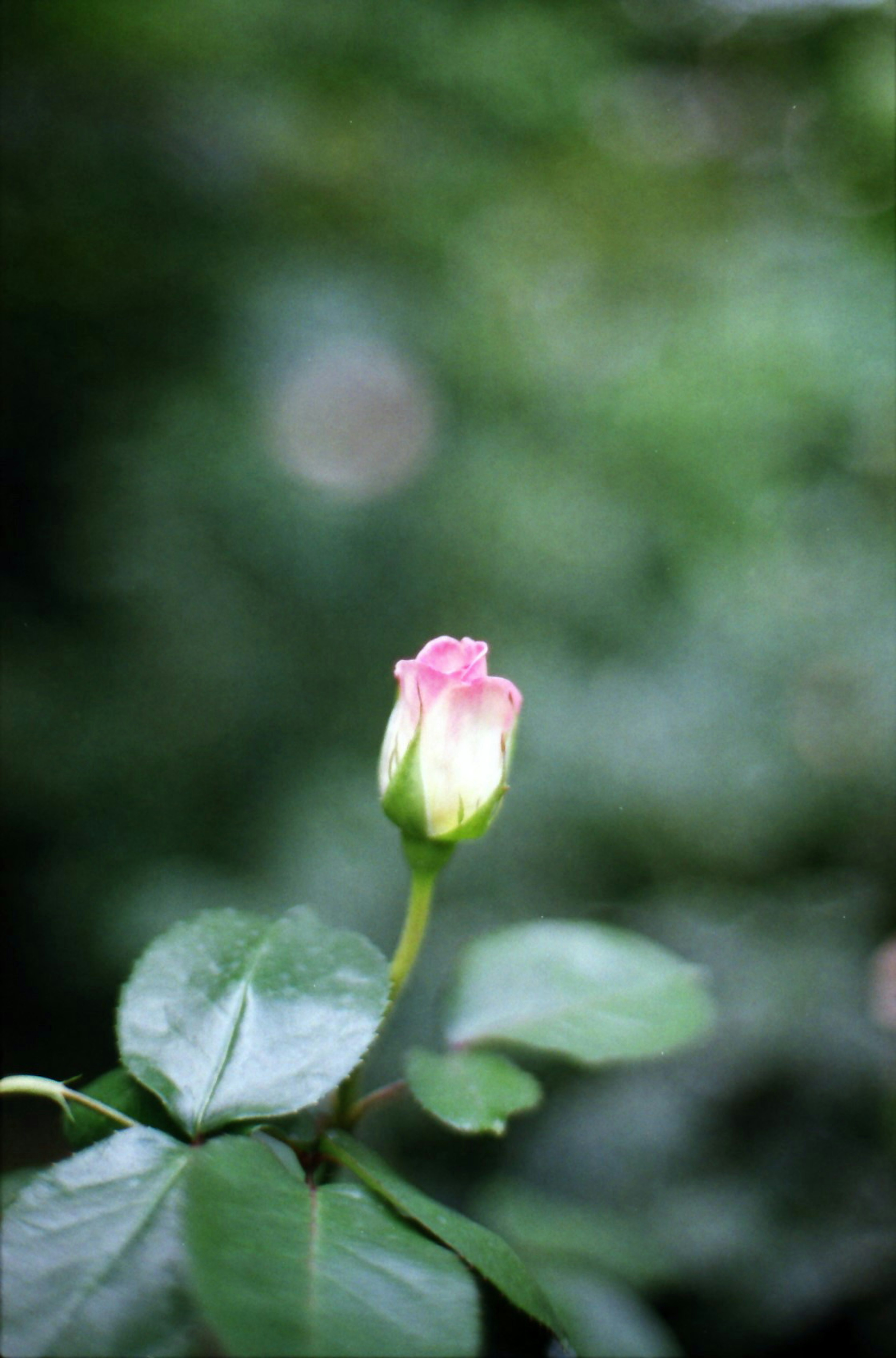 Rose bud with pink petals and green leaves