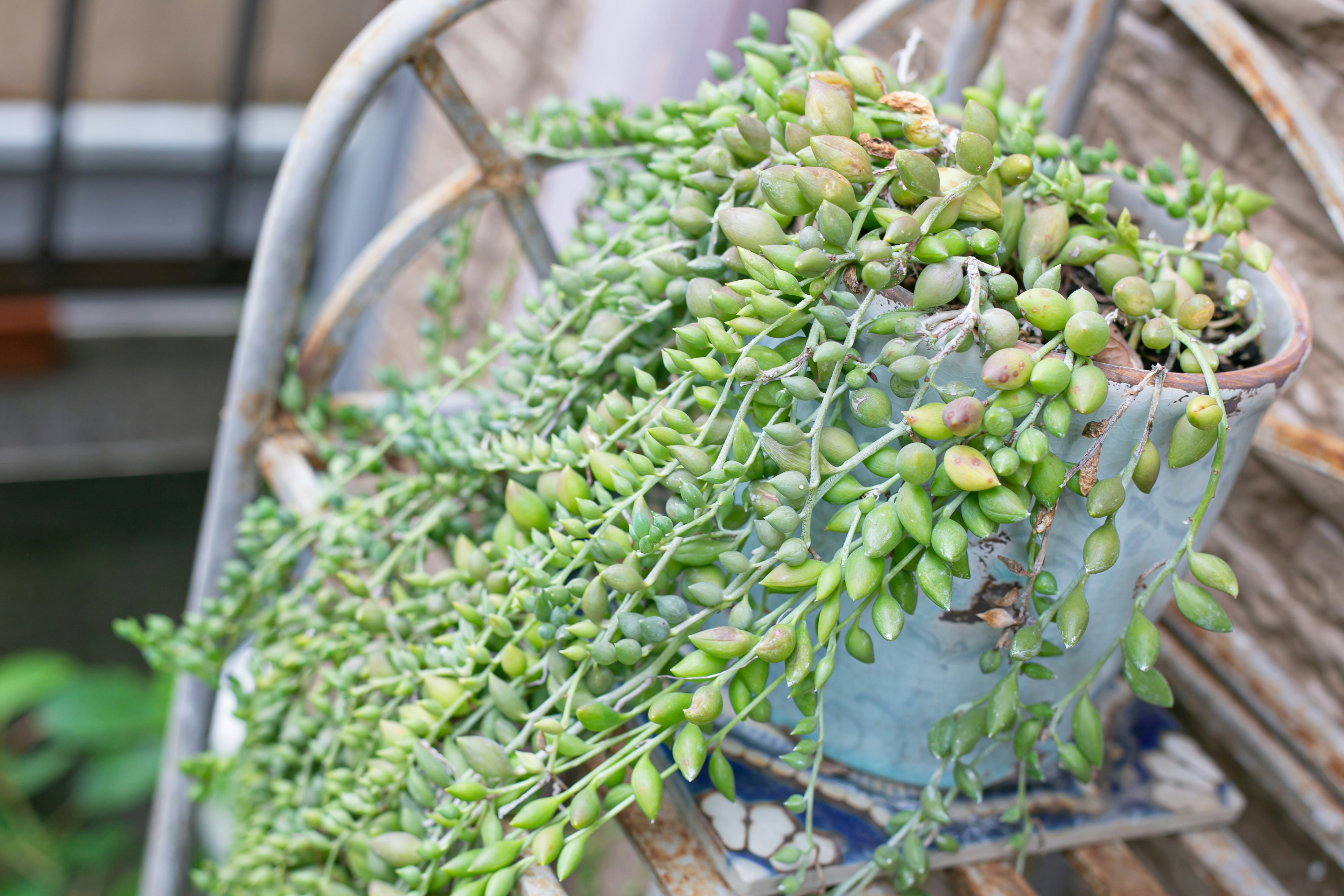 Pianta succulenta verde che pende da un vaso