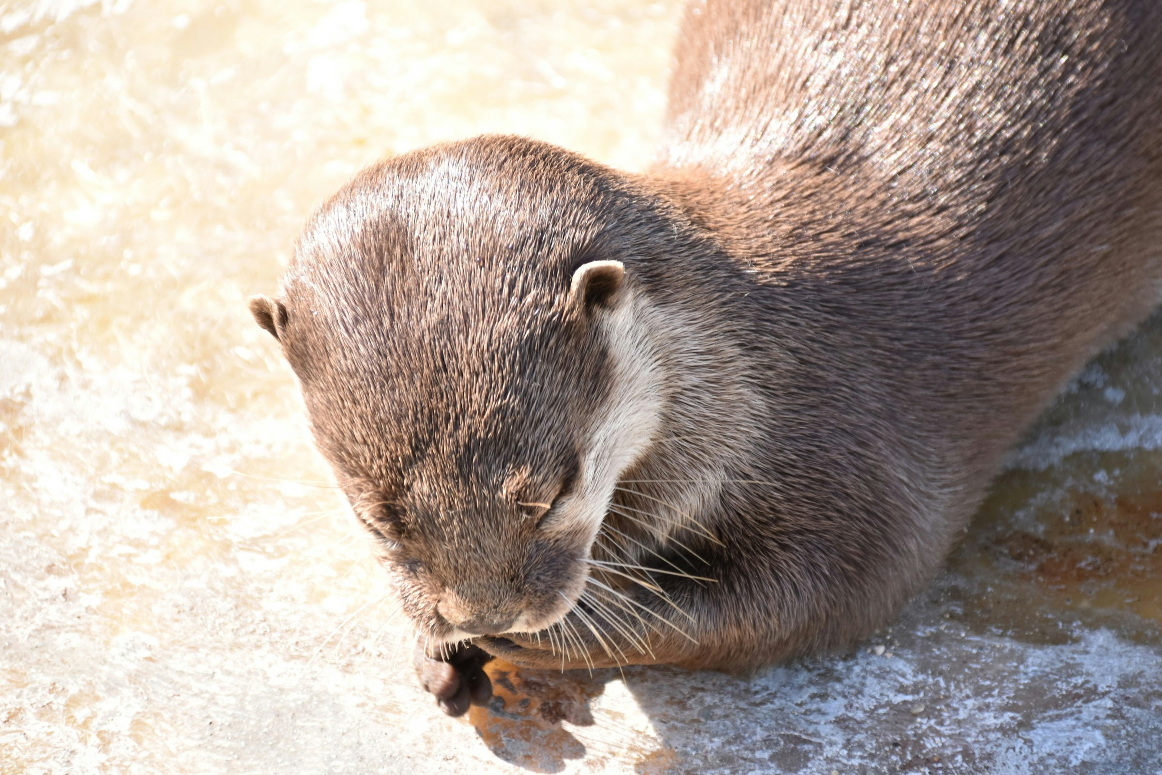 かわいいカワウソが日向で寝ている様子