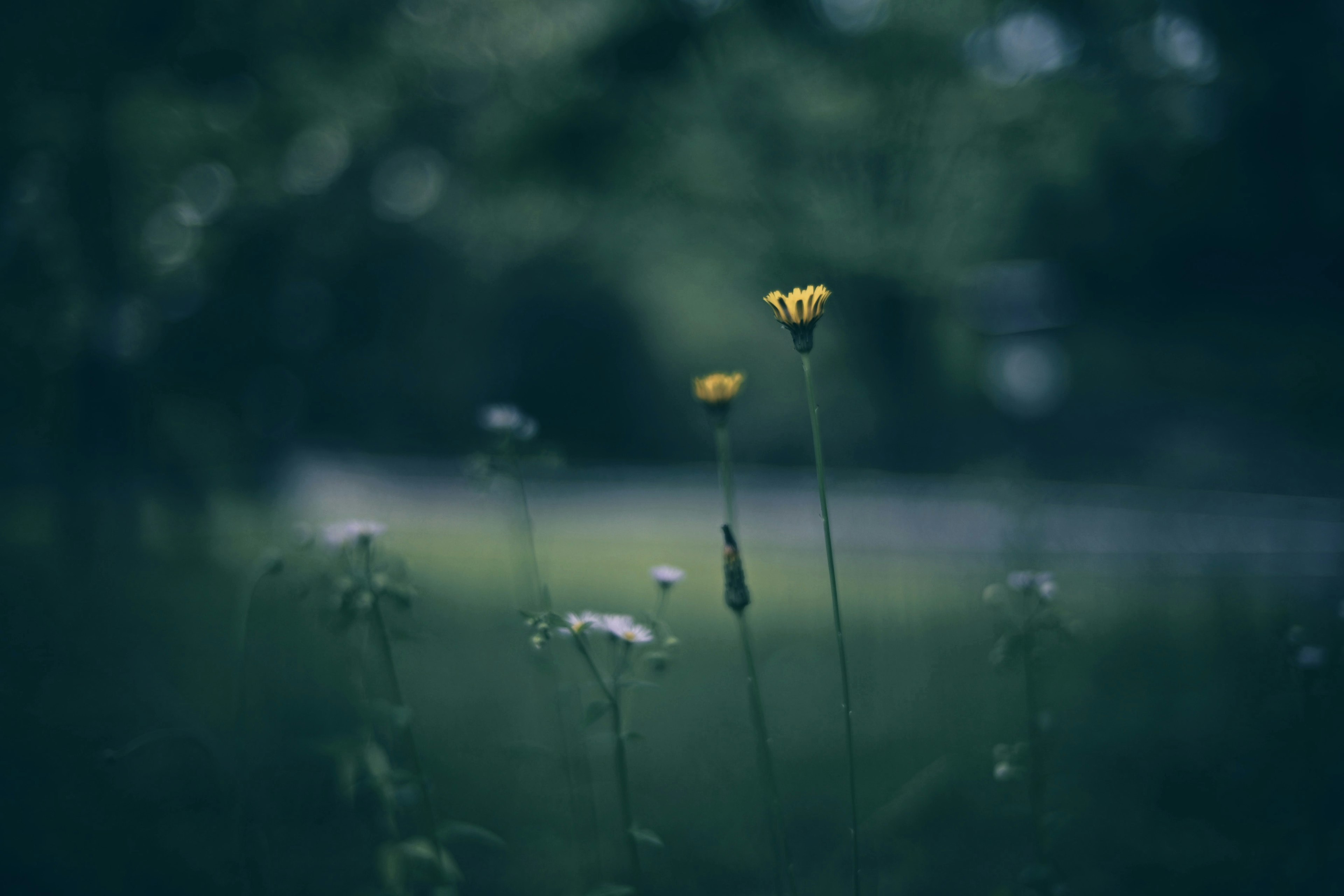 A blurred green background featuring yellow and white flowers in a natural setting