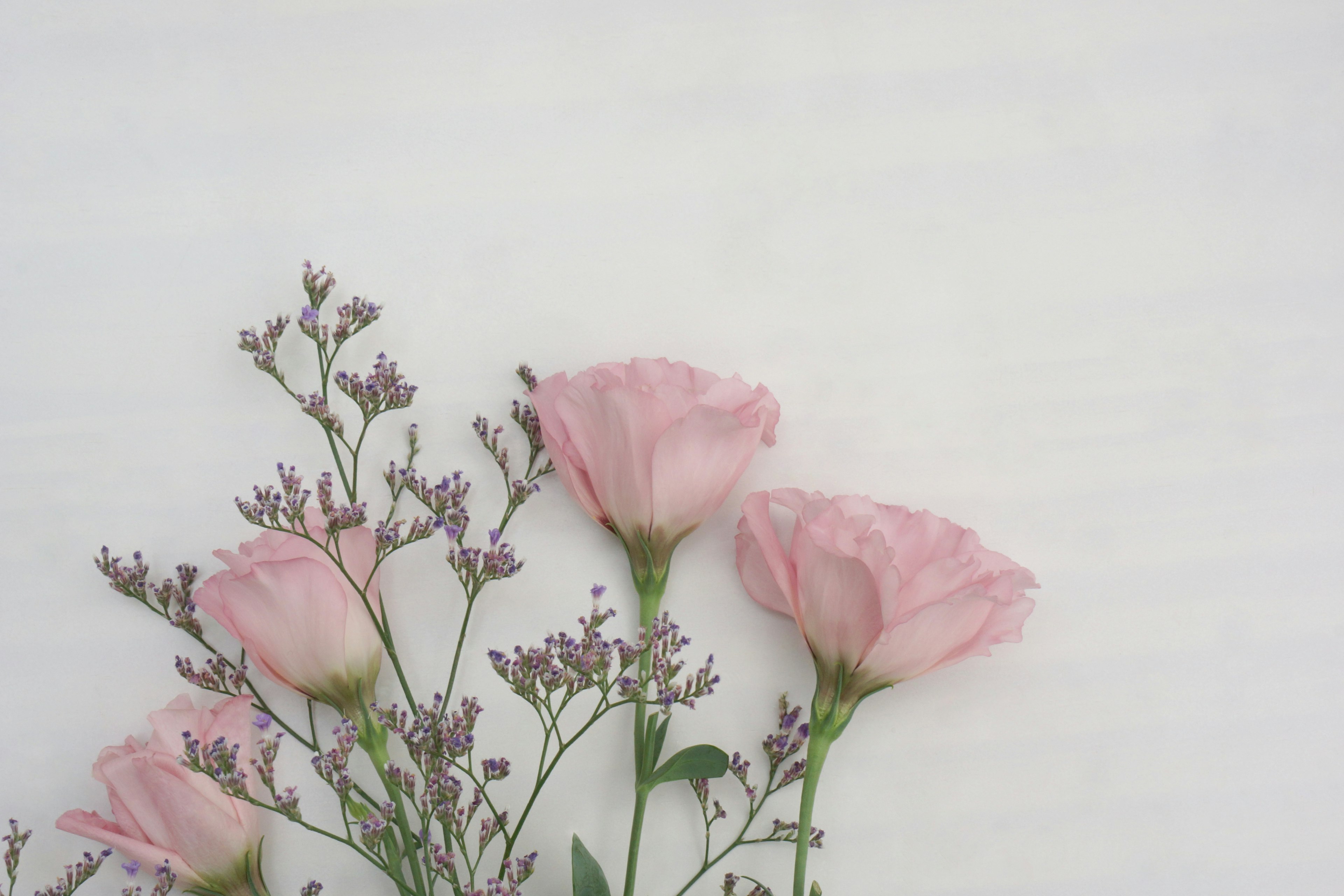 Rosas rosas delicadas y pequeñas flores dispuestas sobre un fondo blanco