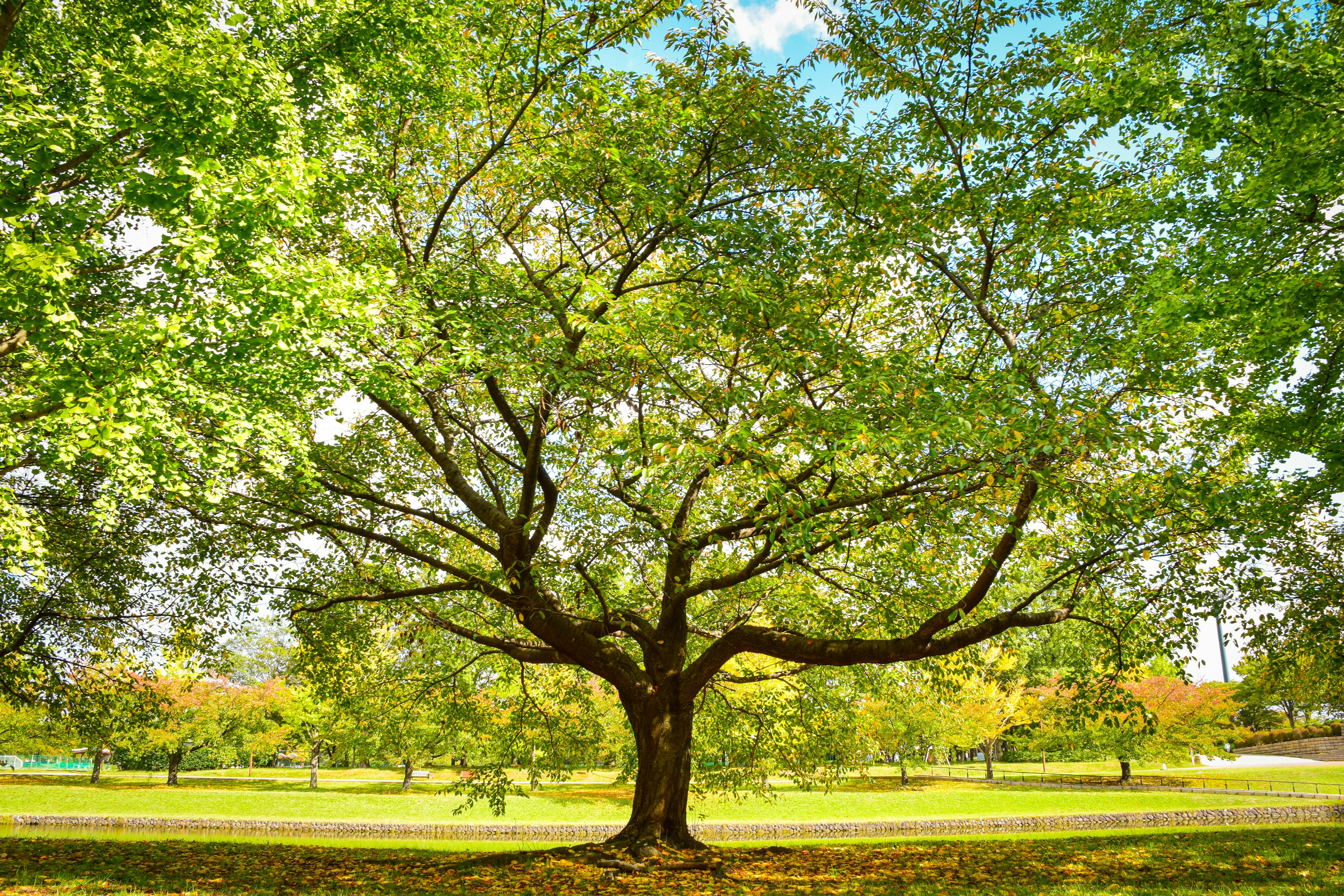 Pohon besar dengan daun hijau di taman