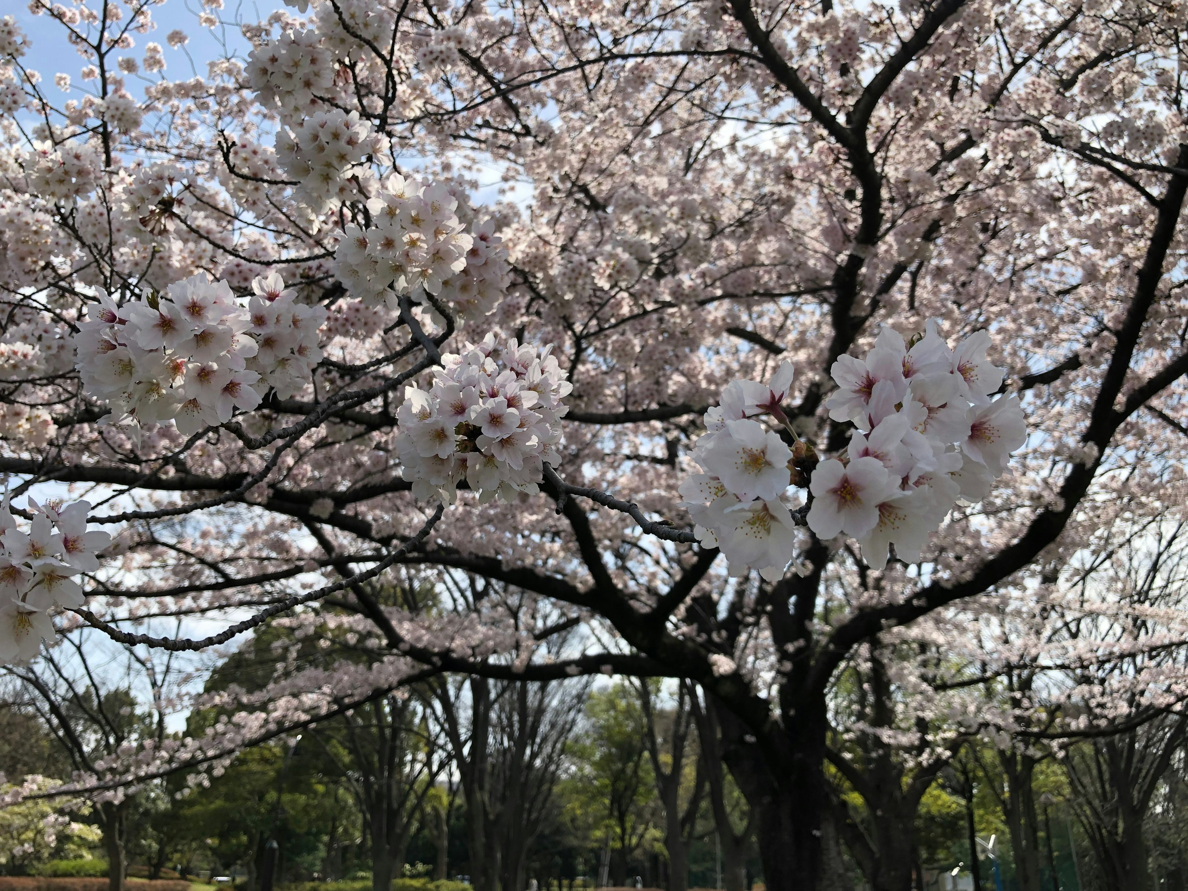 盛开的樱花树，粉色花朵在晴朗的天空下