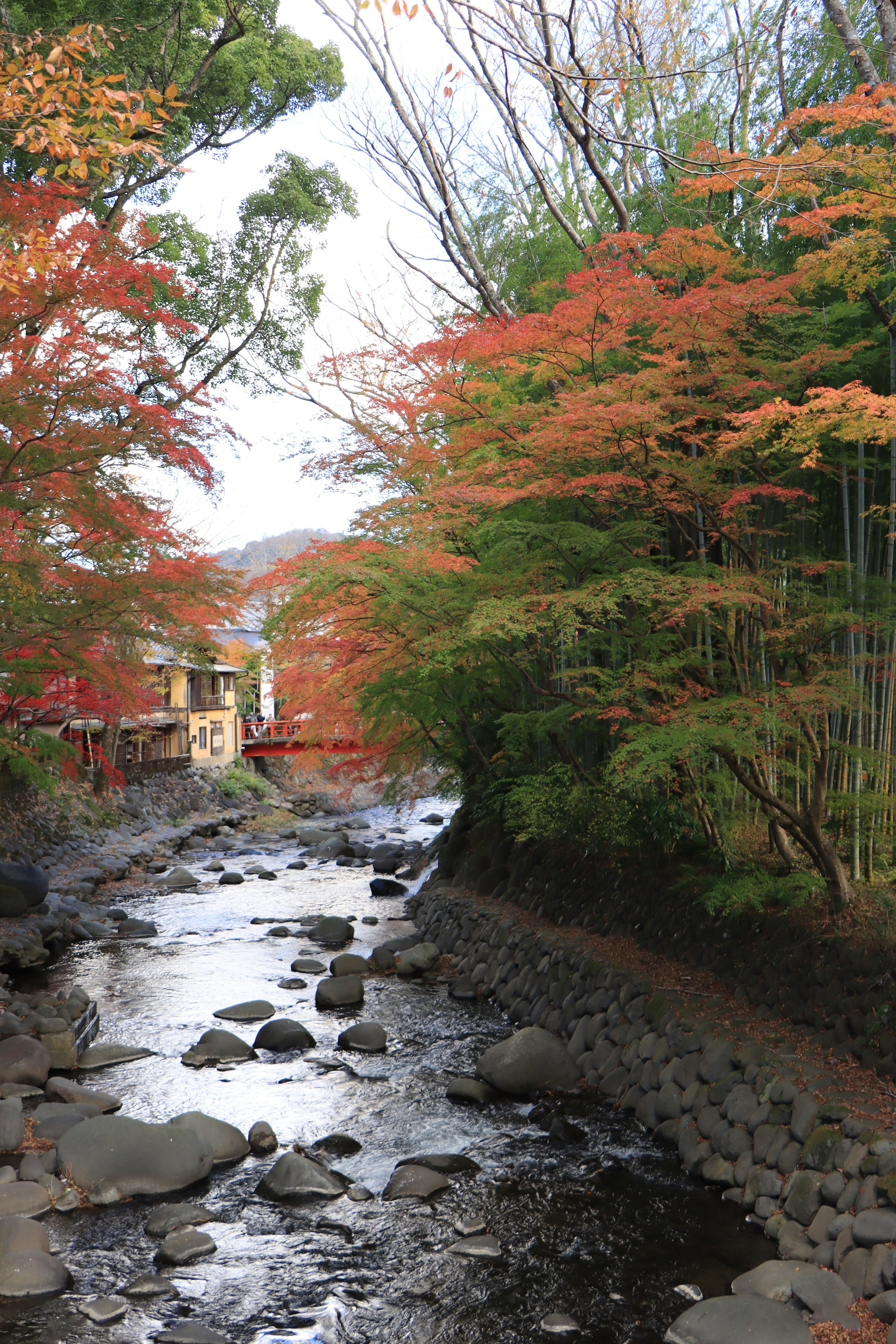 Scenic view of a stream surrounded by vibrant autumn foliage