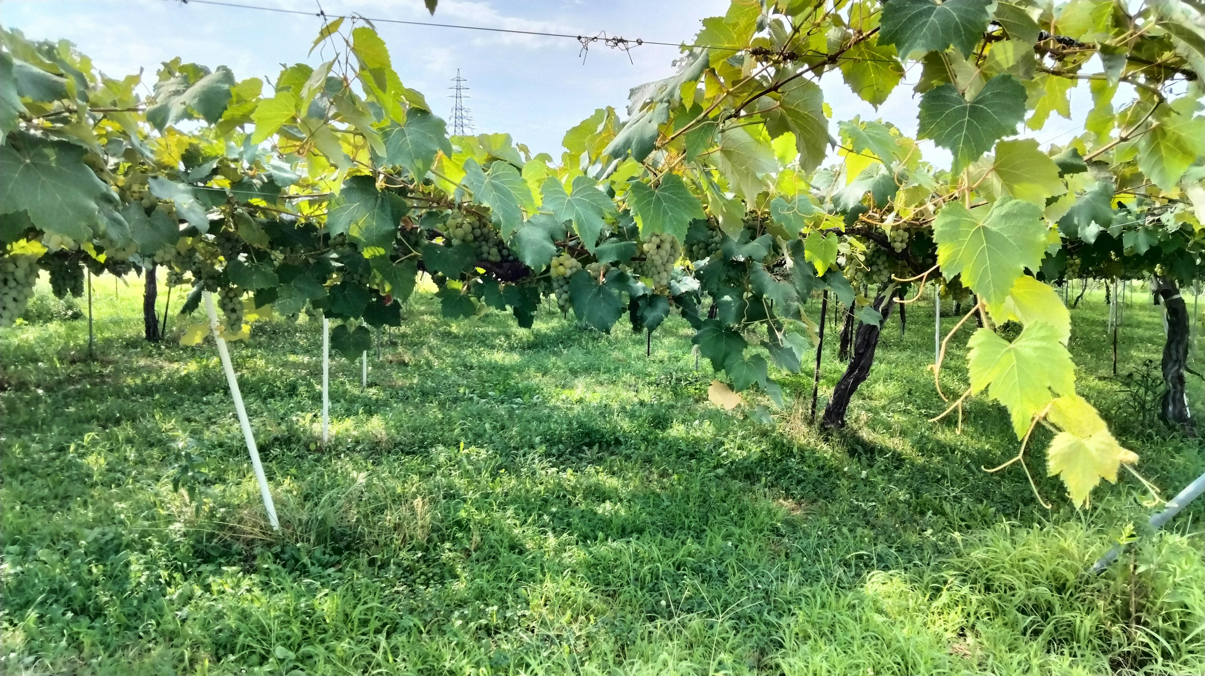 Scena di vigneto rigoglioso con filari di viti e erba verde