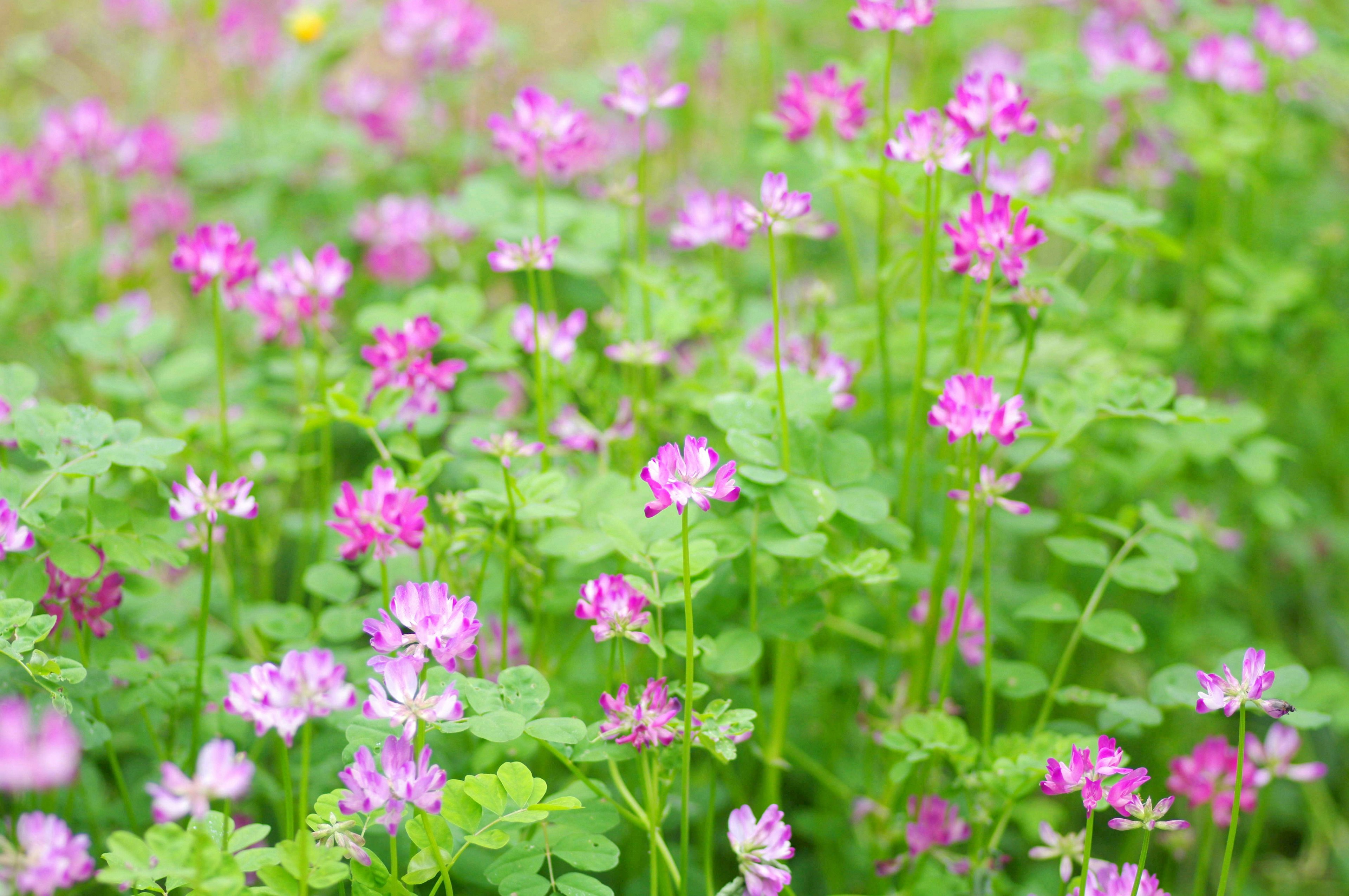 Ladang bunga kecil berwarna pink mekar di latar belakang hijau