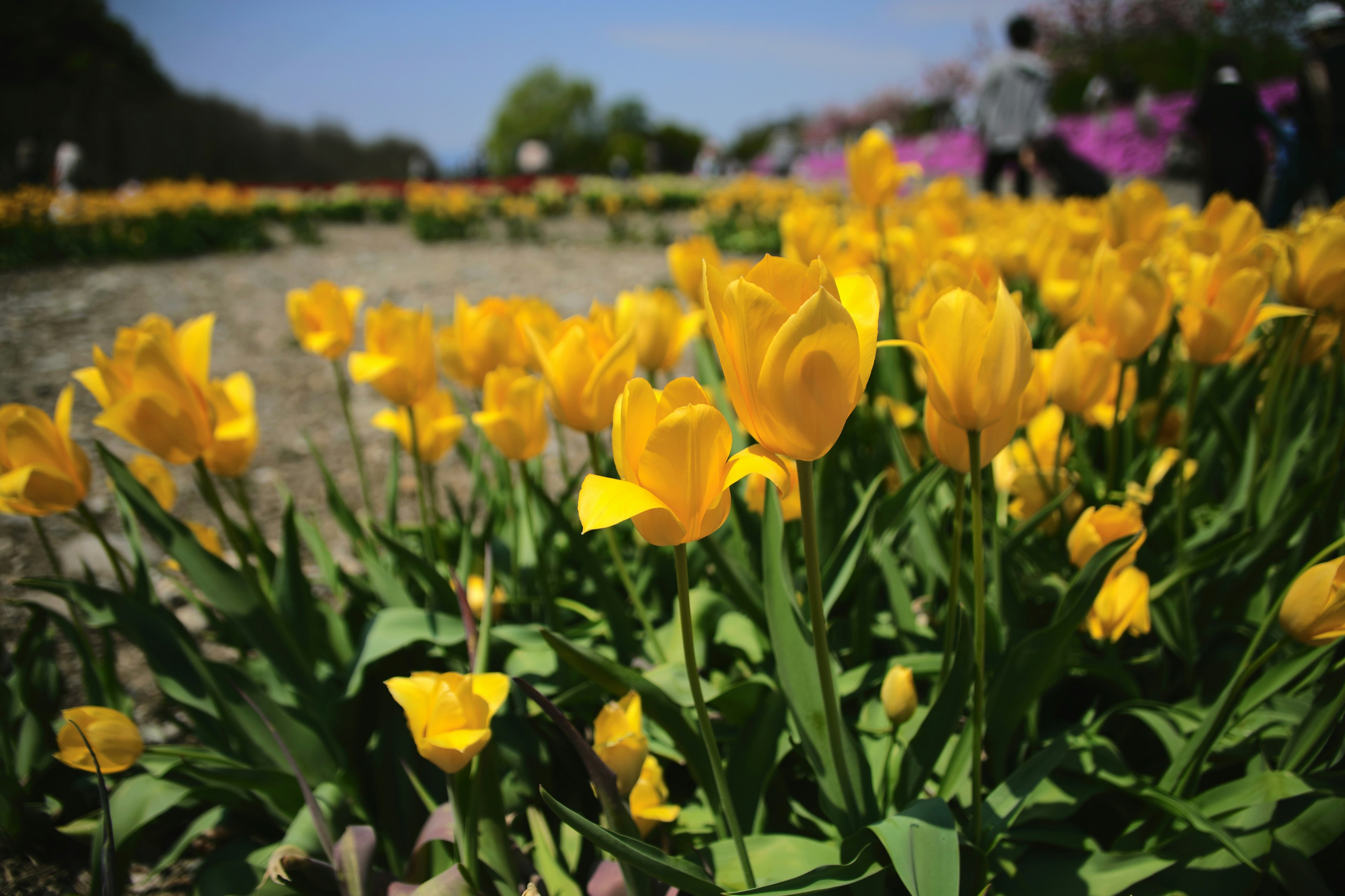 Lapangan tulip kuning cerah yang sedang mekar dengan bunga kabur di latar belakang