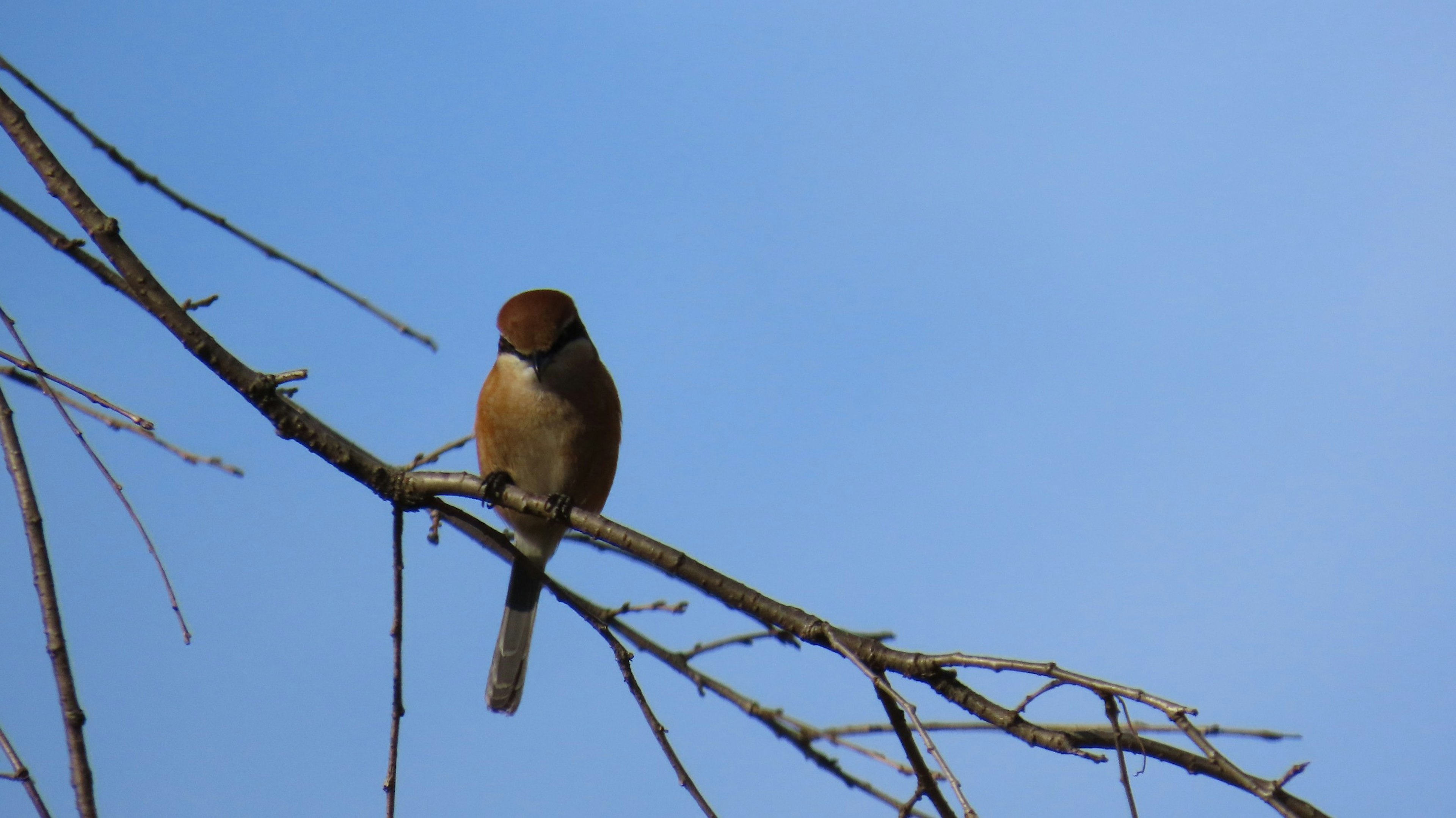 Ein kleiner Vogel sitzt auf einem Ast unter einem blauen Himmel