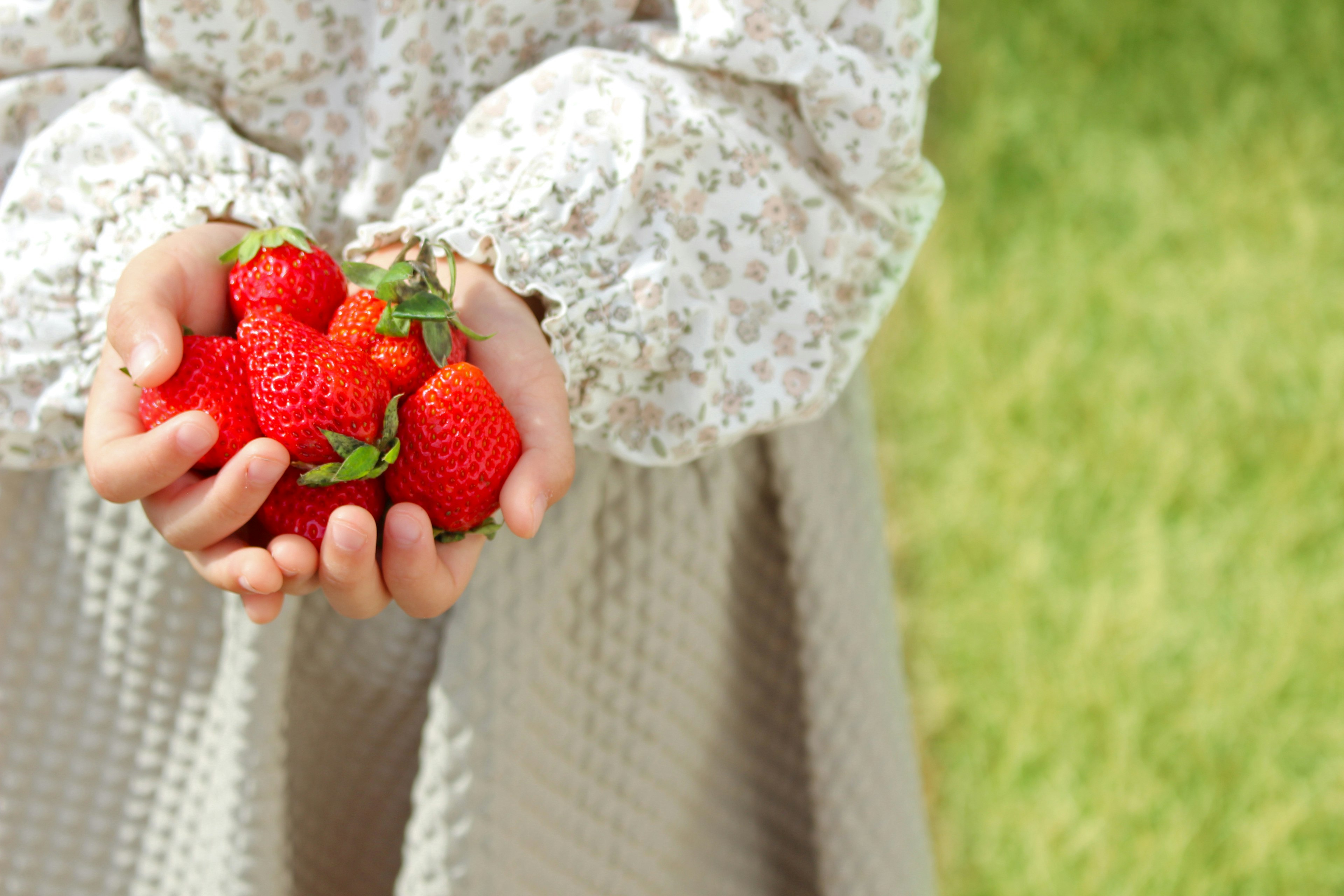 Una niña sosteniendo fresas frescas en sus manos sobre césped verde