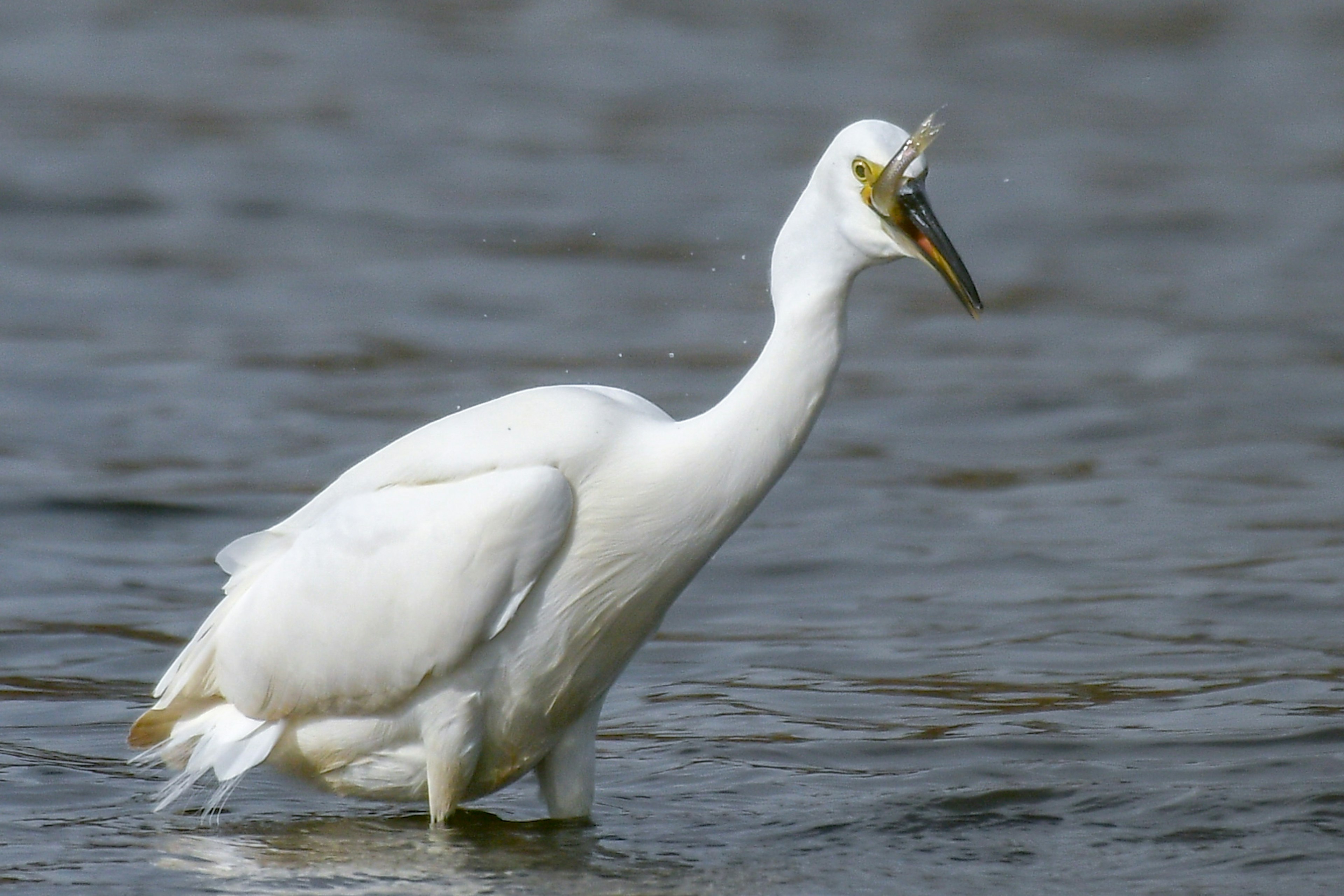 Un airone bianco che caccia pesci in acqua bassa