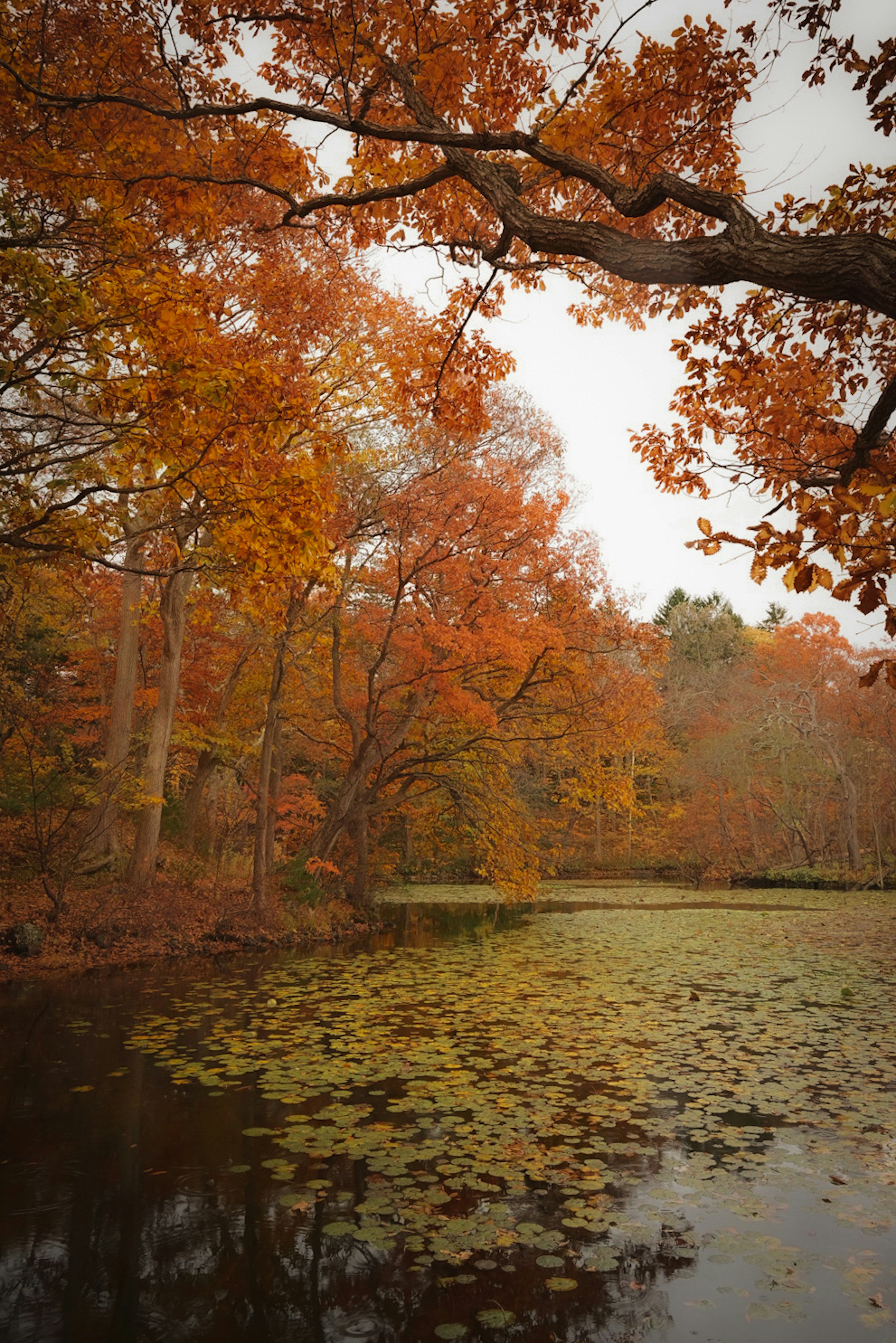 秋の紅葉が映える静かな湖の風景