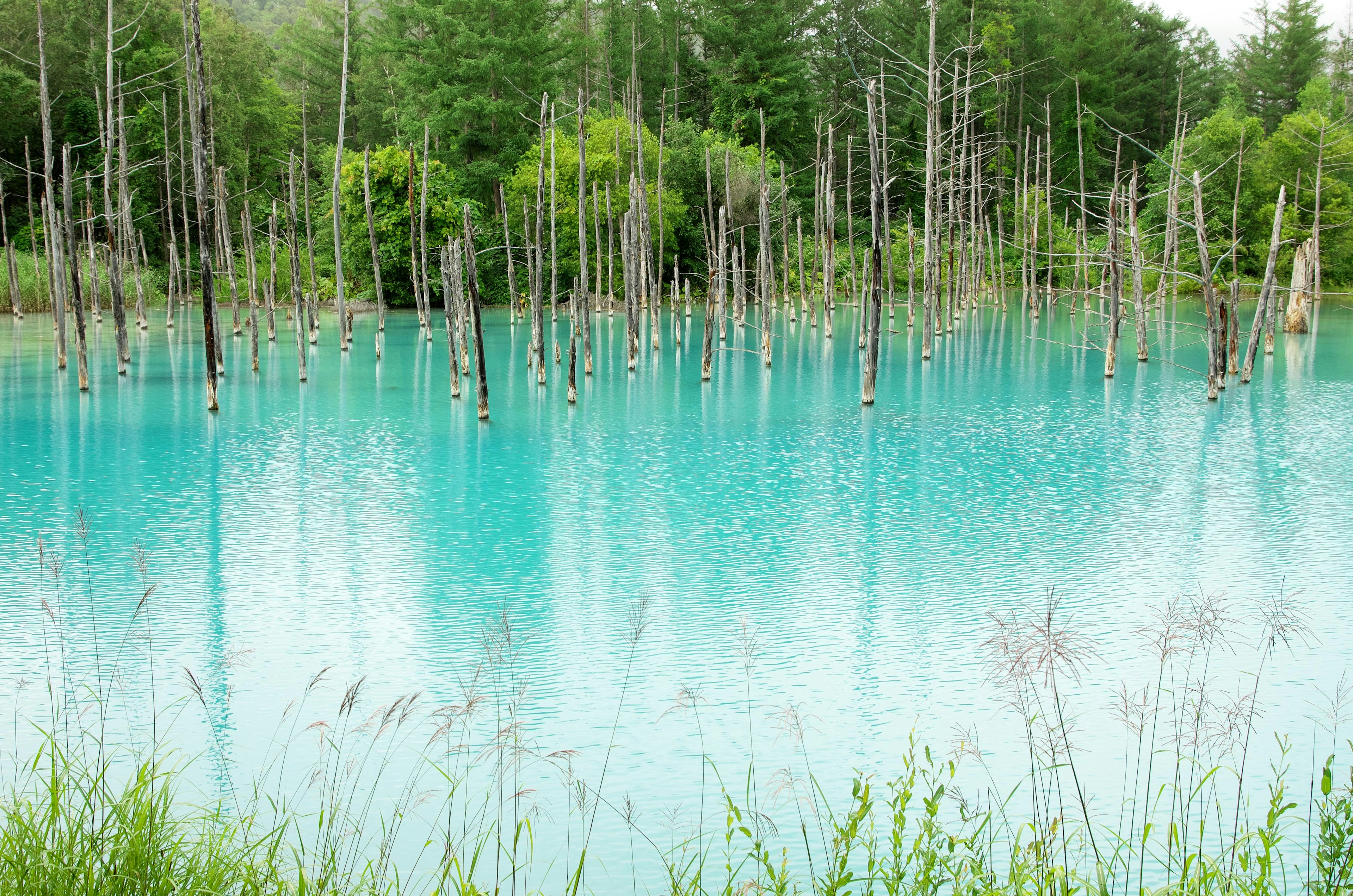 A scenic view of a turquoise pond with submerged tree stumps