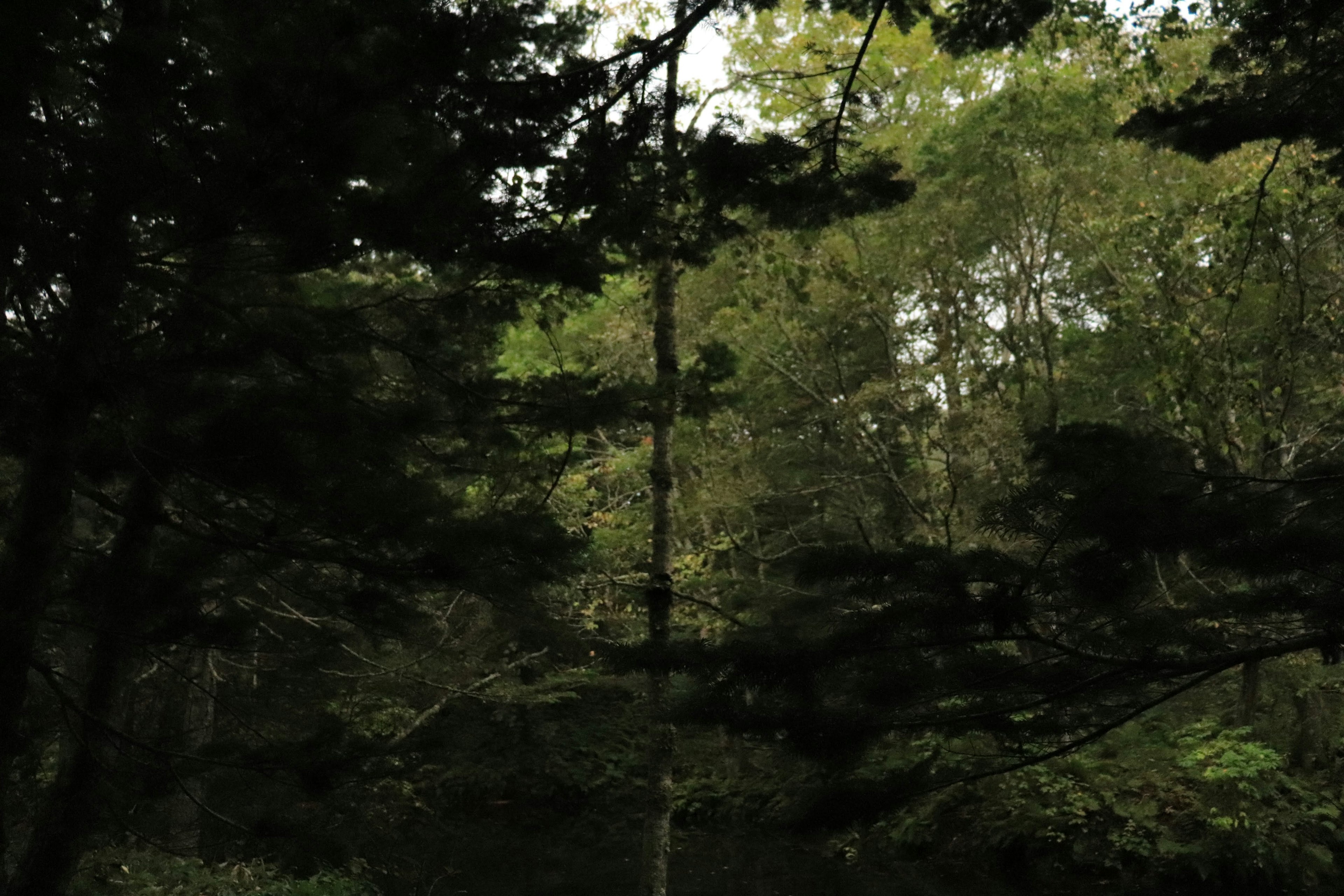 Paisaje forestal exuberante con árboles altos y luz suave filtrándose a través de las hojas