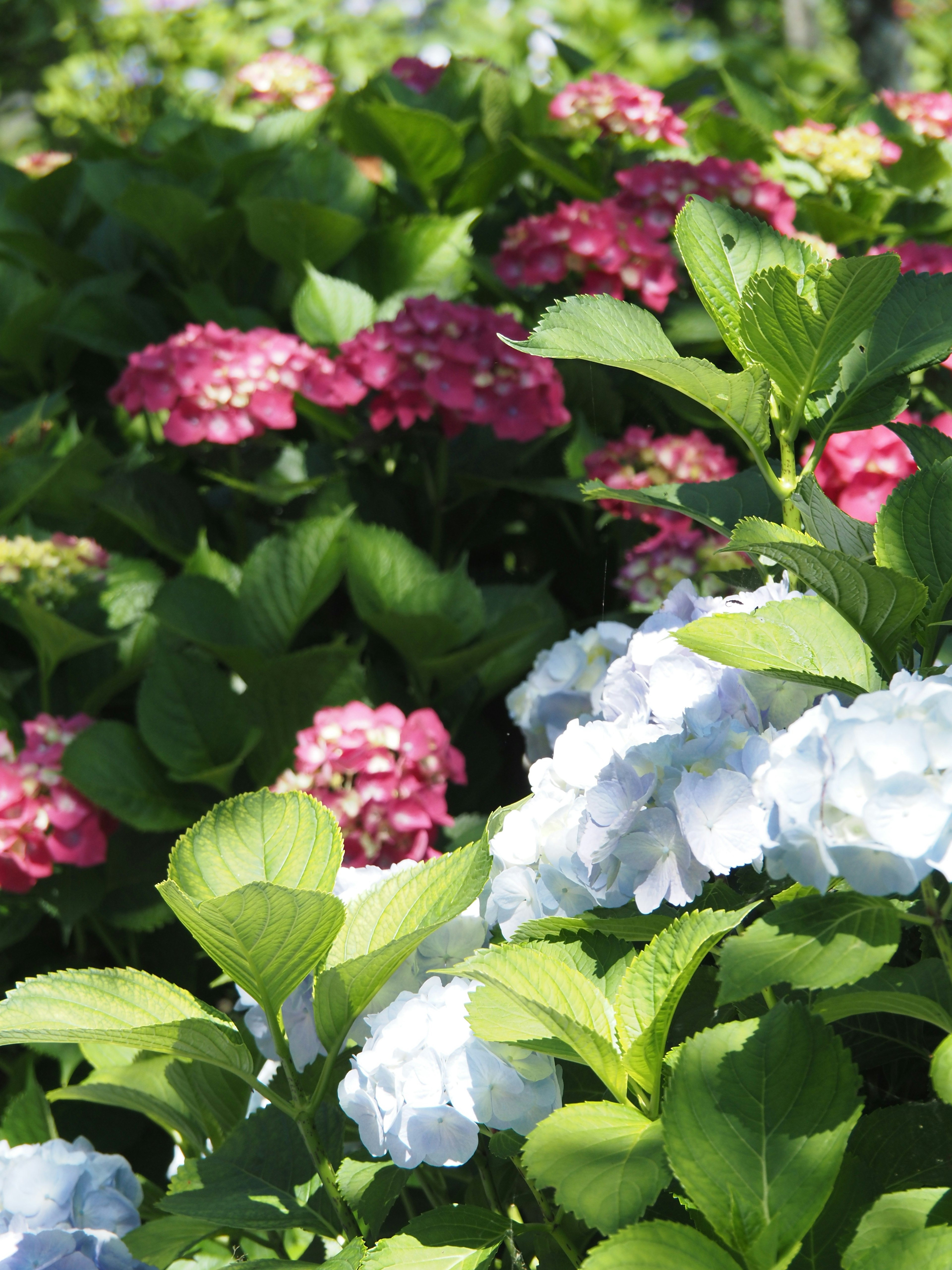 Bunga hydrangea berwarna-warni dengan daun hijau subur di taman yang semarak