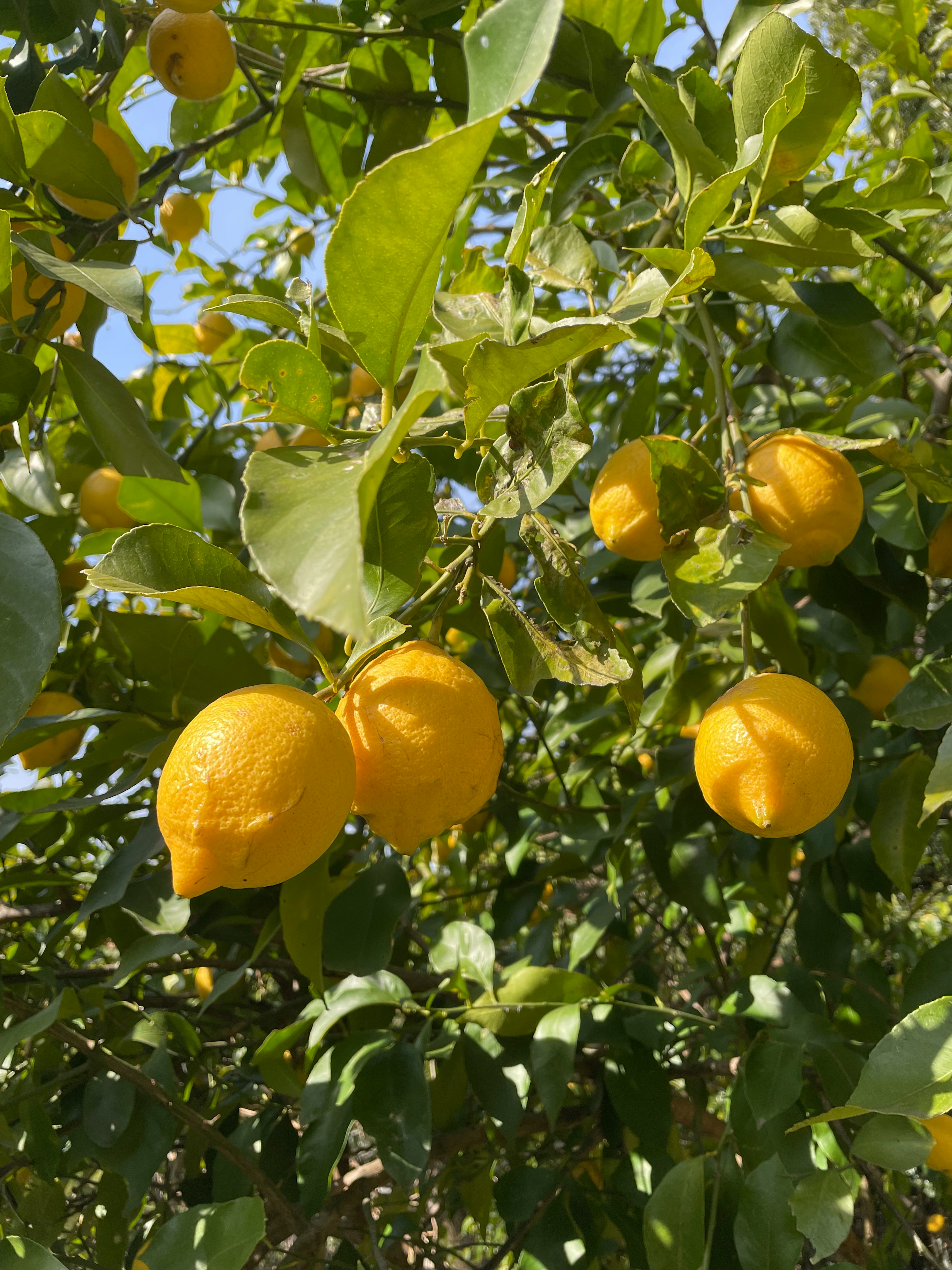 Lemon kuning cerah menggantung di antara daun hijau