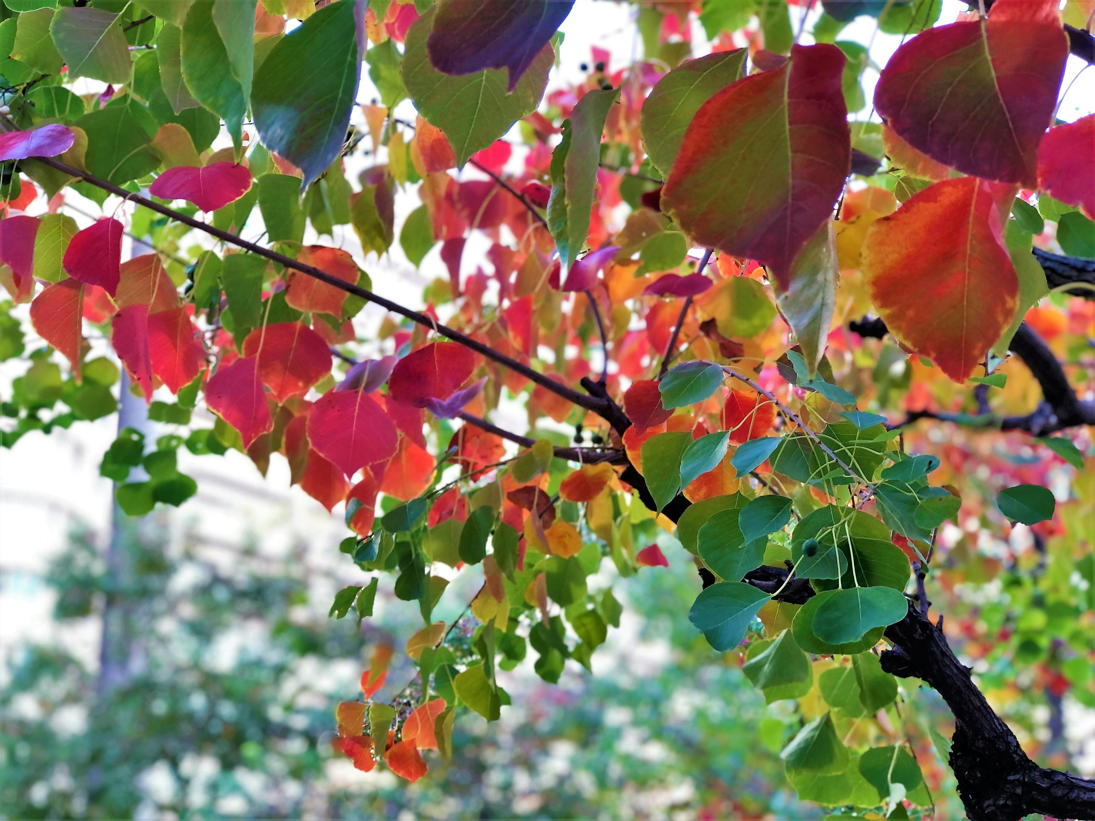 Primo piano di foglie colorate su un ramo che mostra un paesaggio autunnale