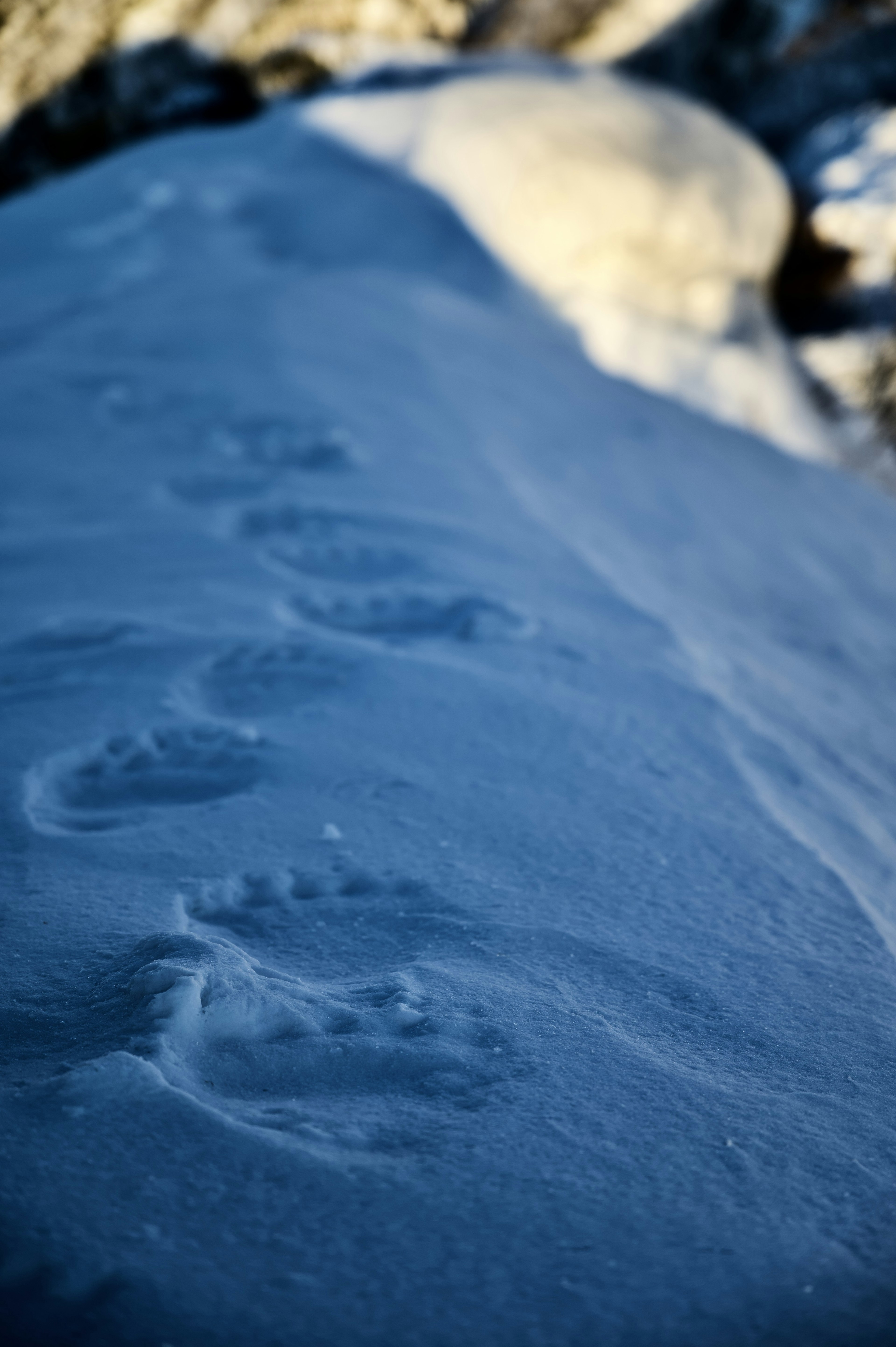 Footprints in the snow leading across a snowy landscape