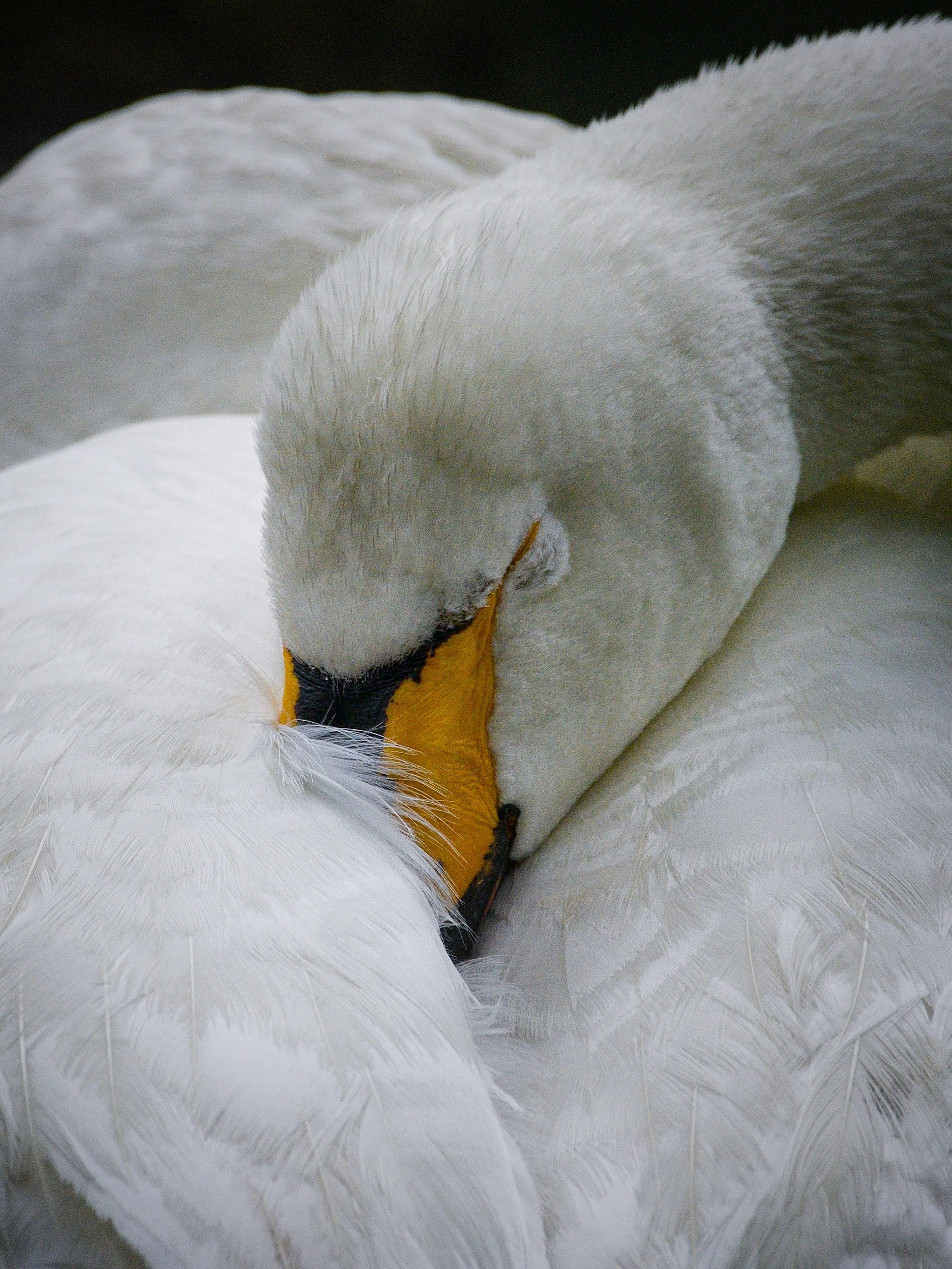 Two swans gently preening each other in a close embrace