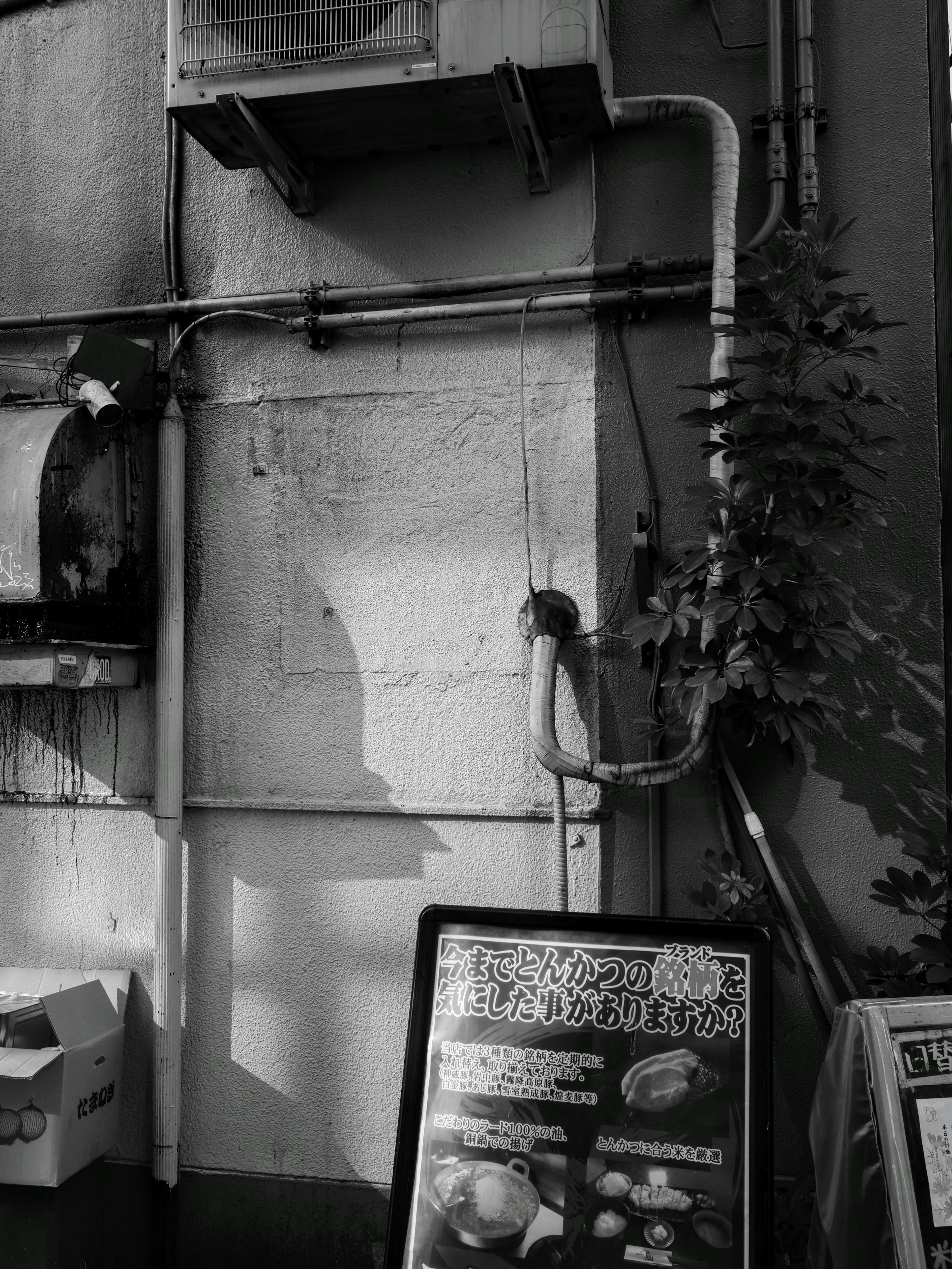 Black and white scene featuring a wall with climbing plants and a sign