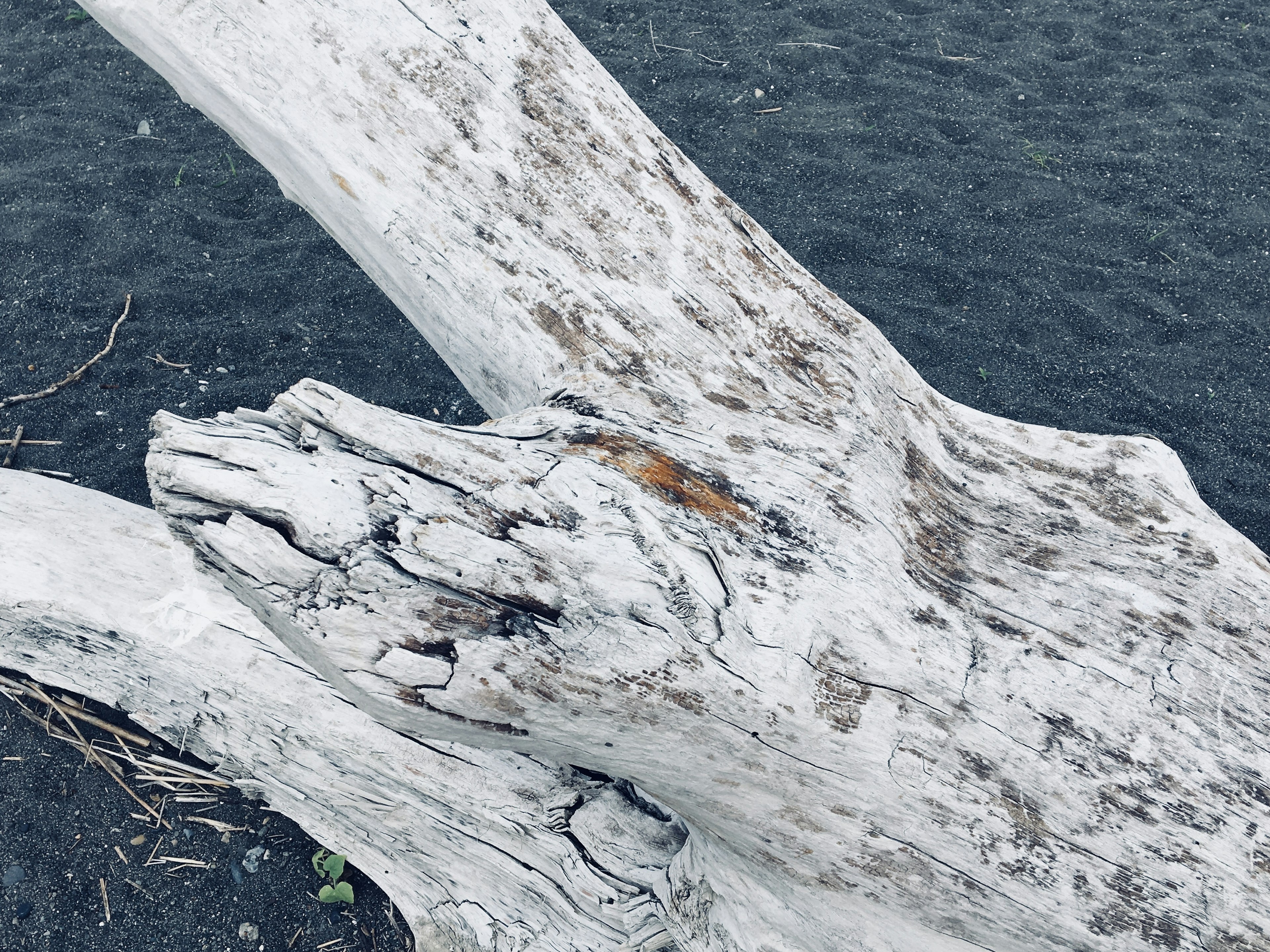 Vue détaillée de bois flotté blanc sur une plage de sable noir