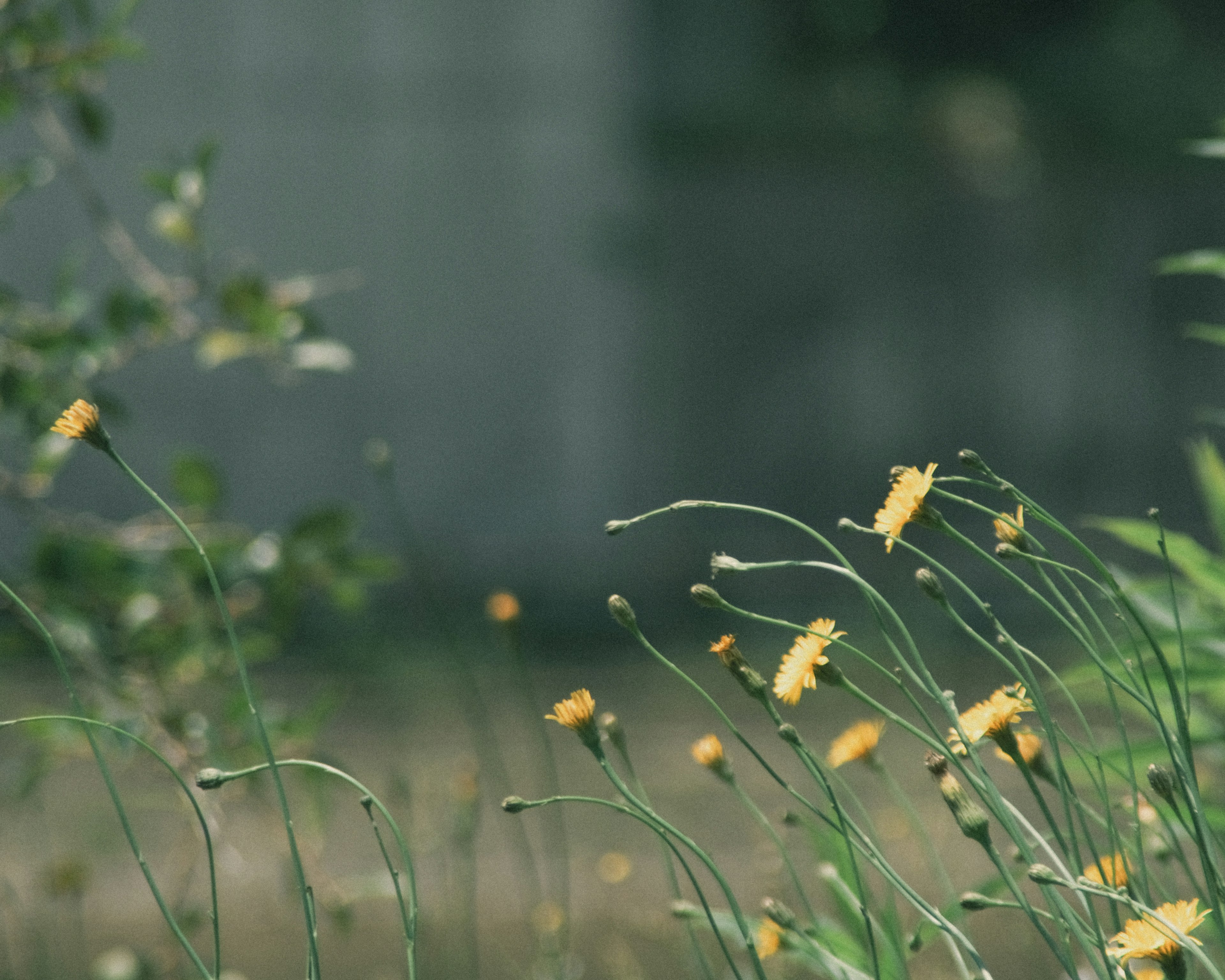 Escena de flores amarillas balanceándose en el viento contra un fondo verde