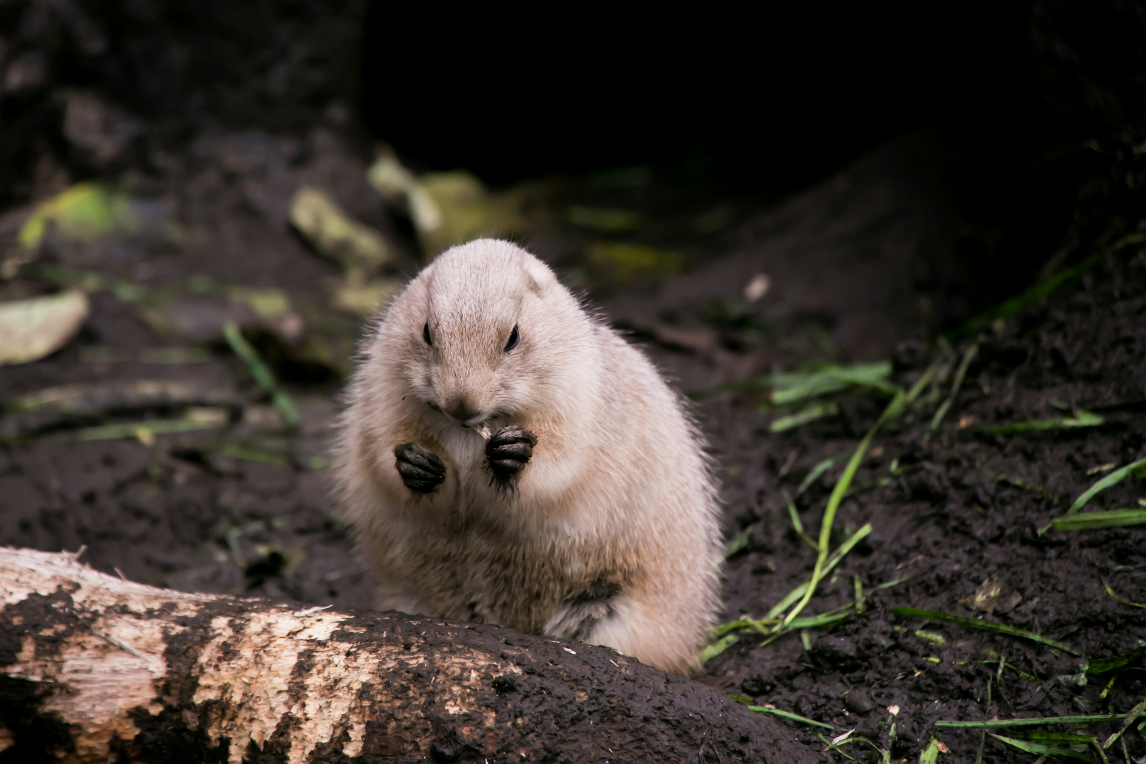 Cute young animal emerging from the ground