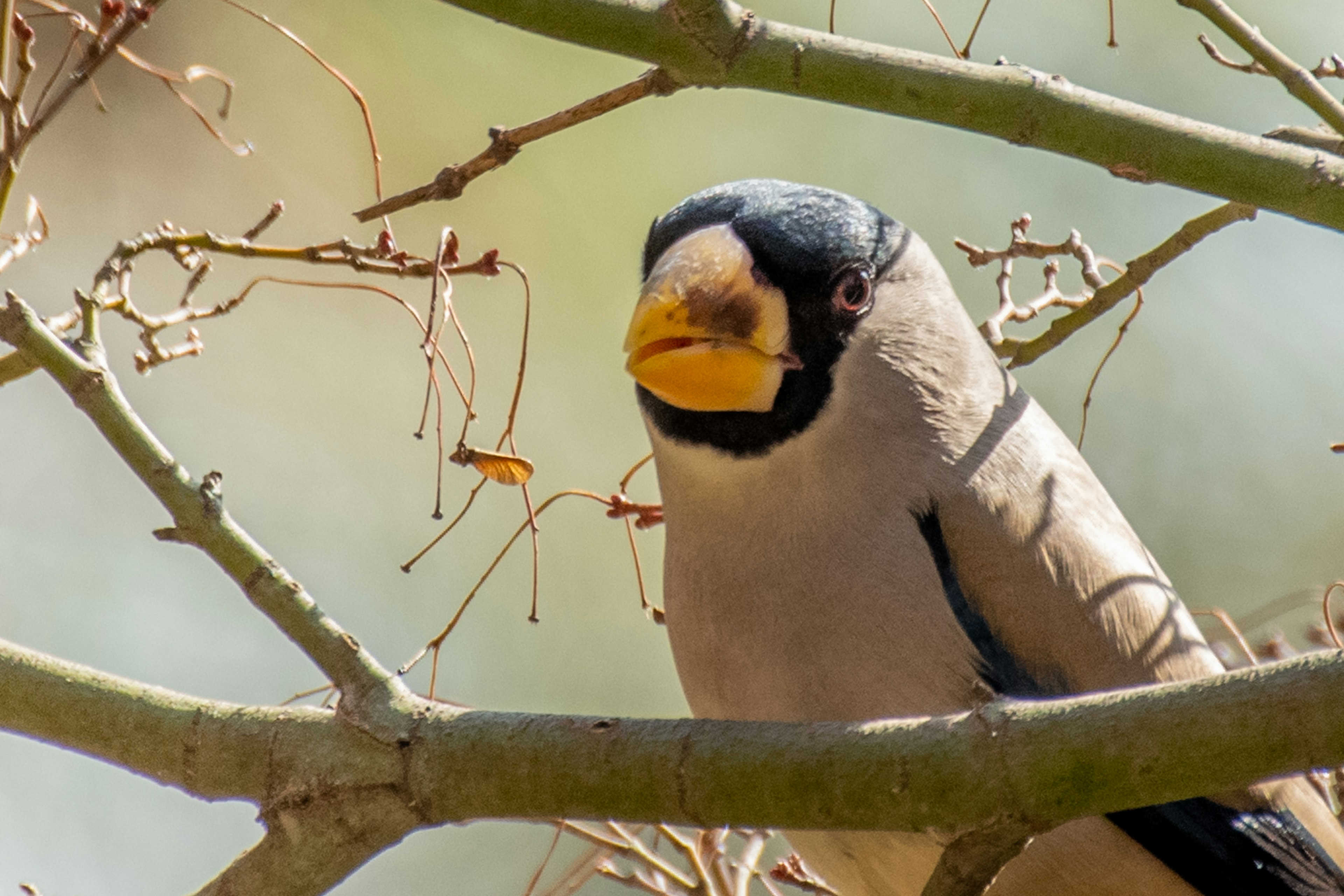 Close-up image of a bird perched on a branch