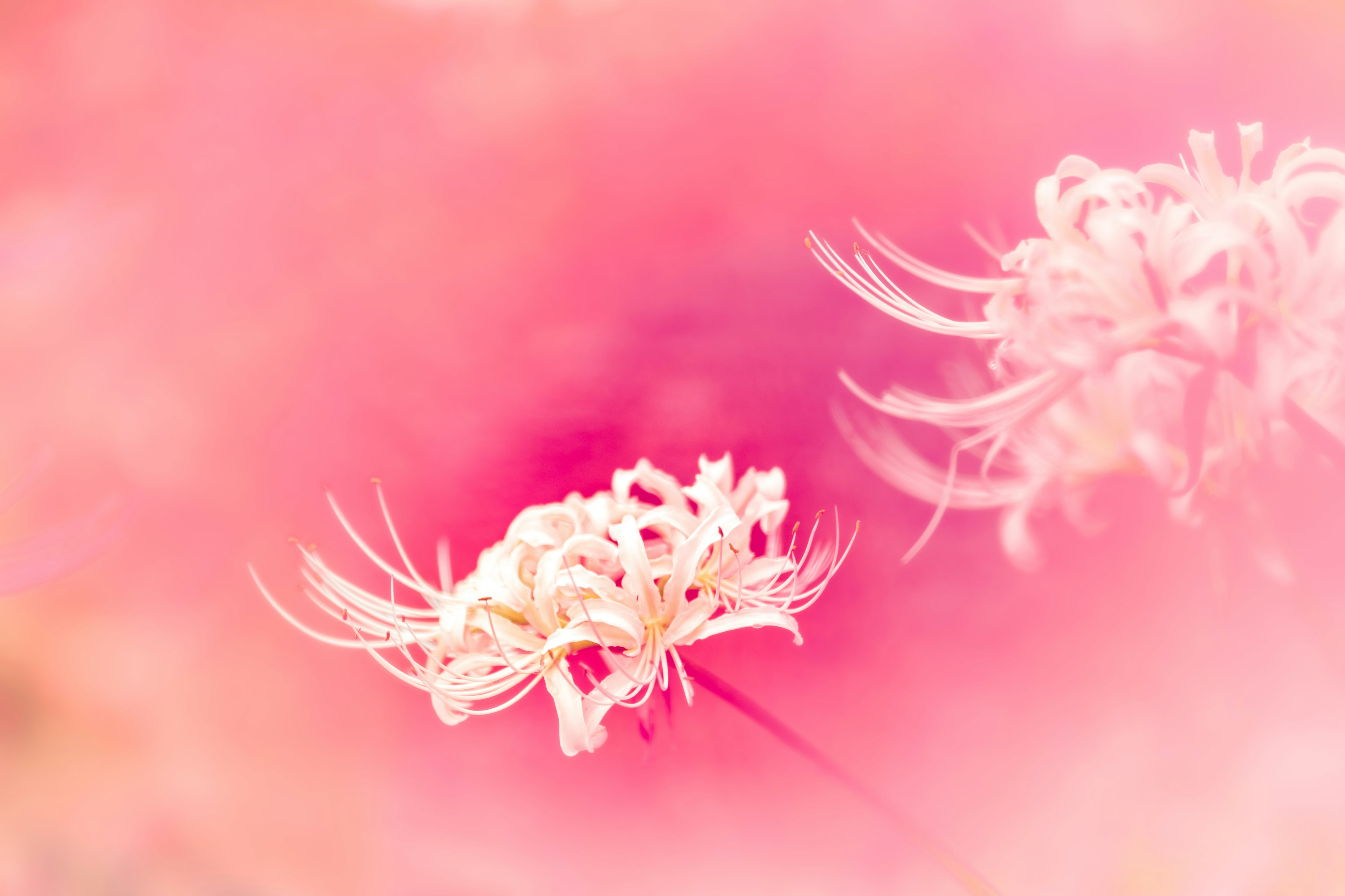 Nahaufnahme von weißen Blumen vor einem sanften rosa Hintergrund