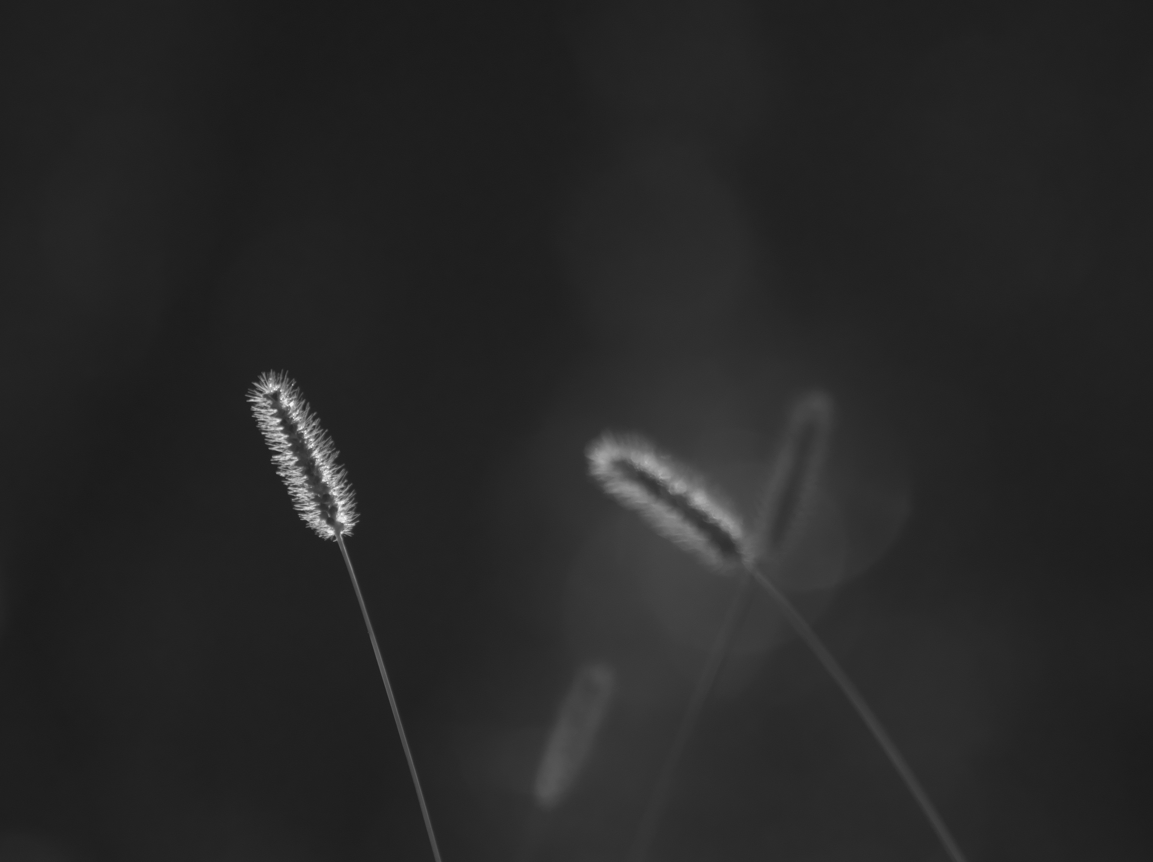 Long grass spikes against a monochrome background