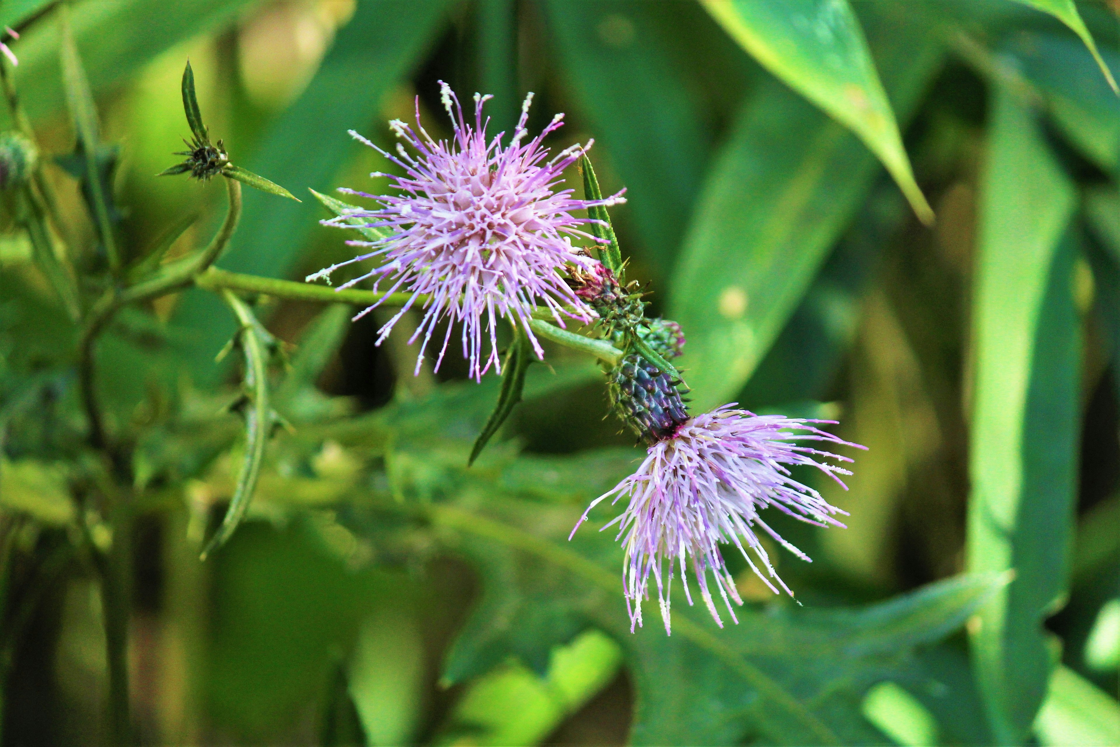 Purple flowers blooming among green leaves