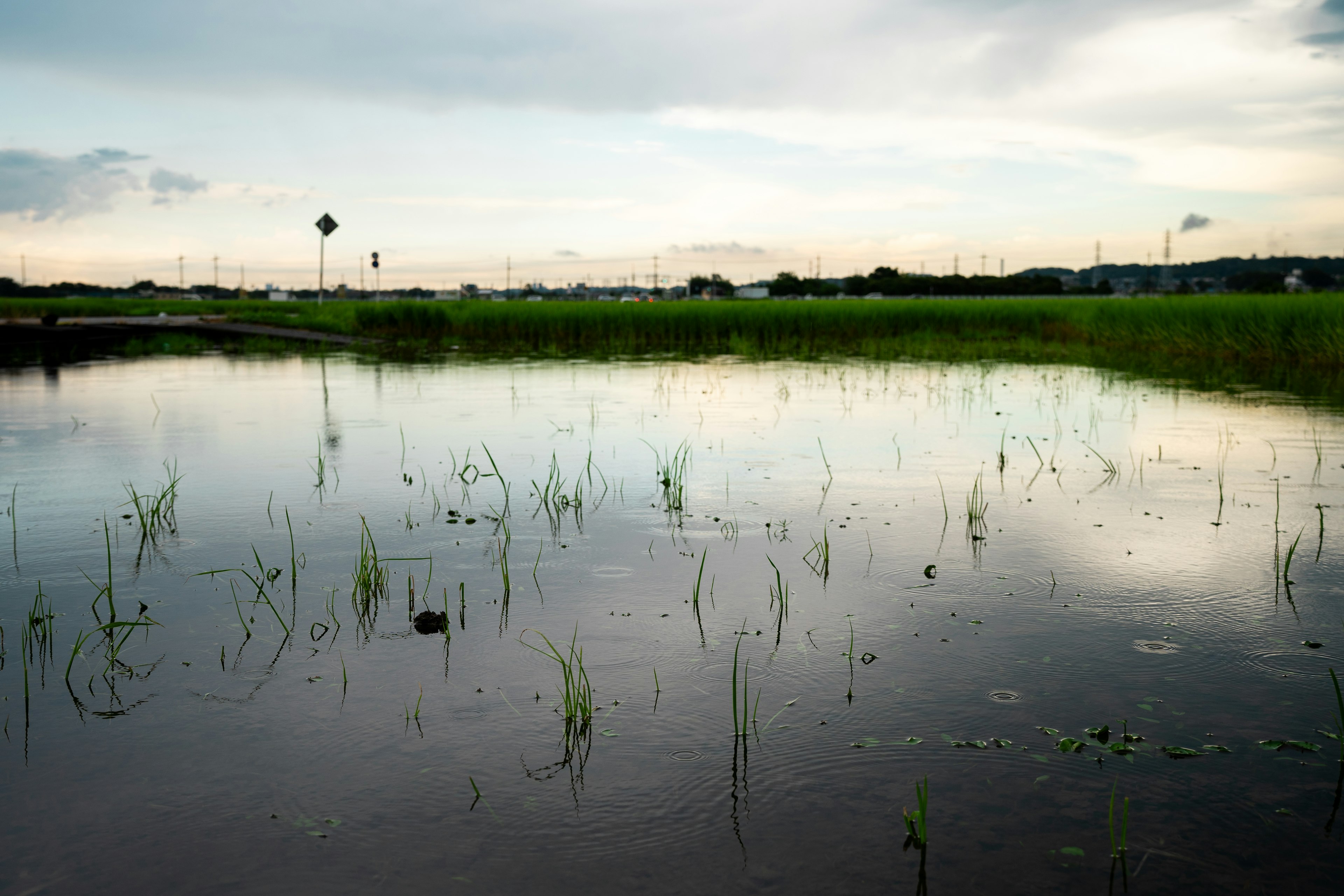 Schöne Landschaft mit Reis pflanzen in einem überfluteten Feld und Wasserreflexionen