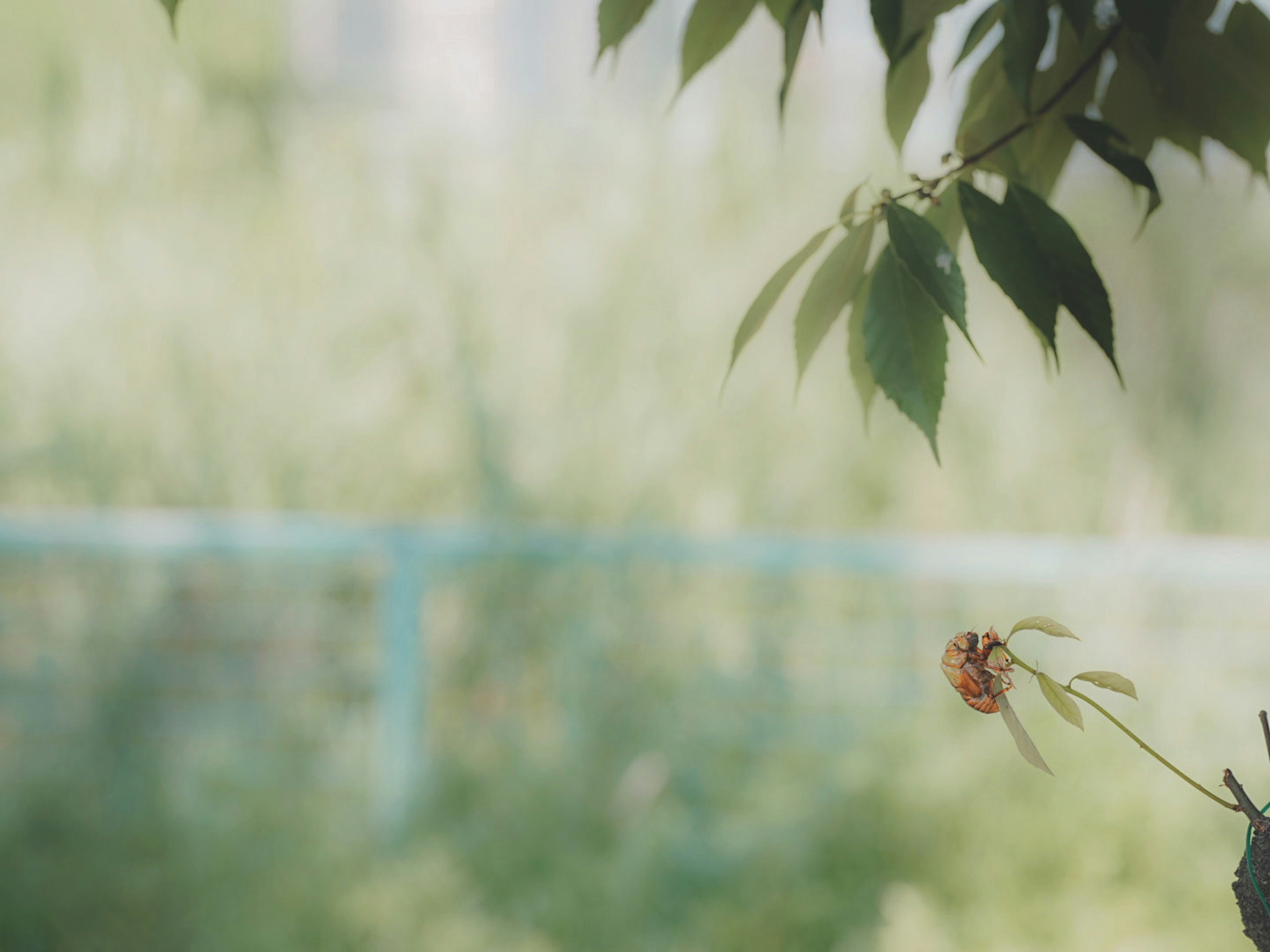 A natural scene featuring a small flower and leaves against a soft green background