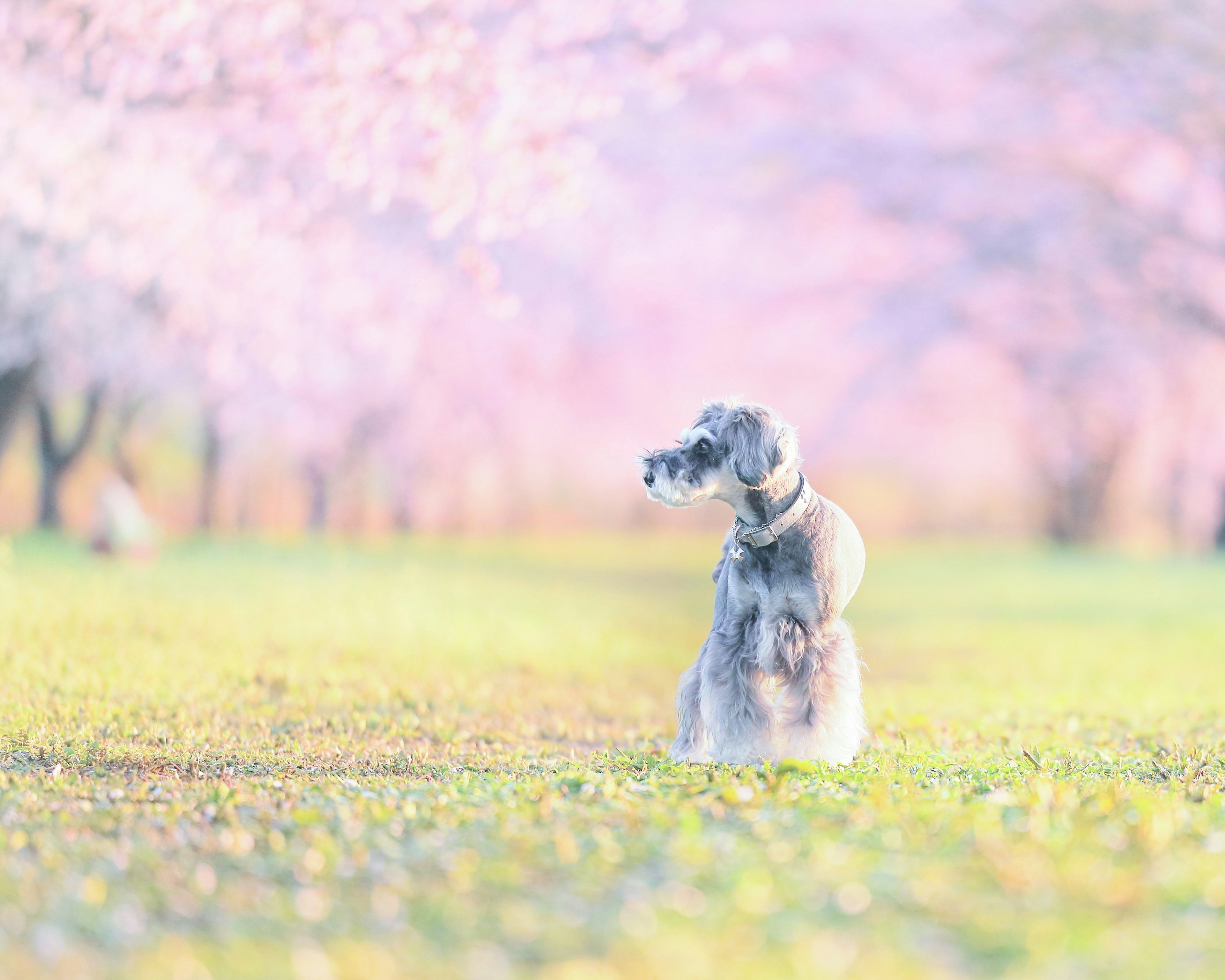 A dog sitting under cherry blossom trees with a soft color palette and blurred background