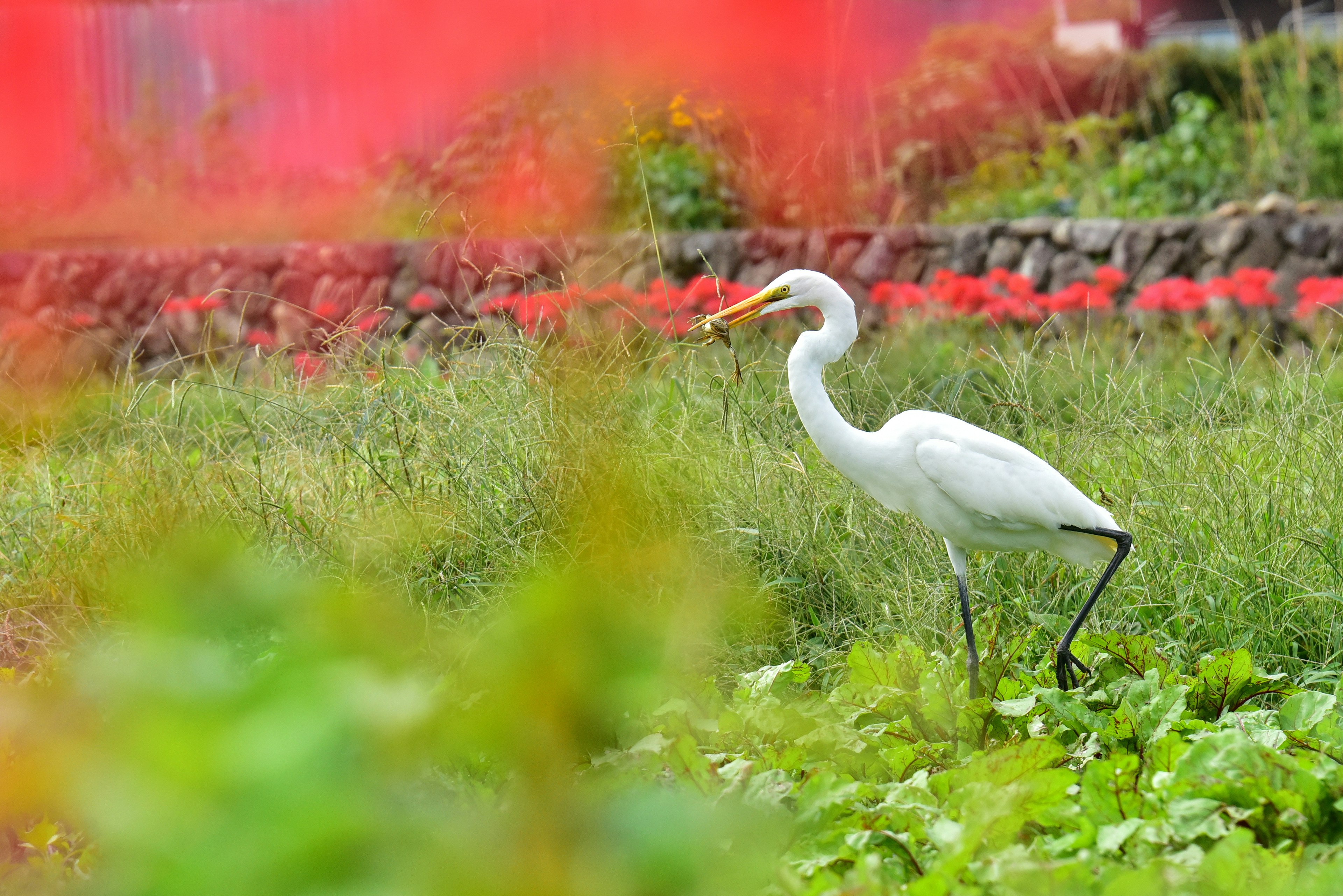 白いサギが緑の植物の中を歩いている風景