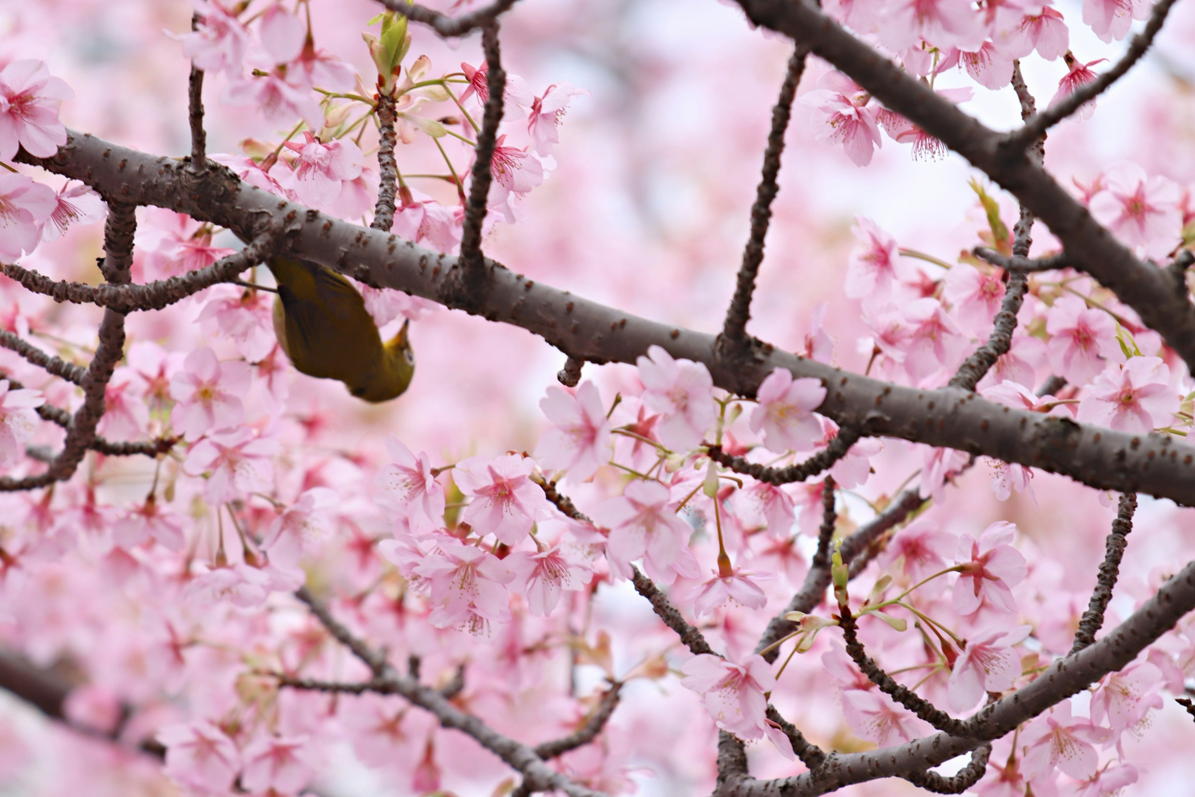 Kedekatan cabang bunga sakura yang mekar