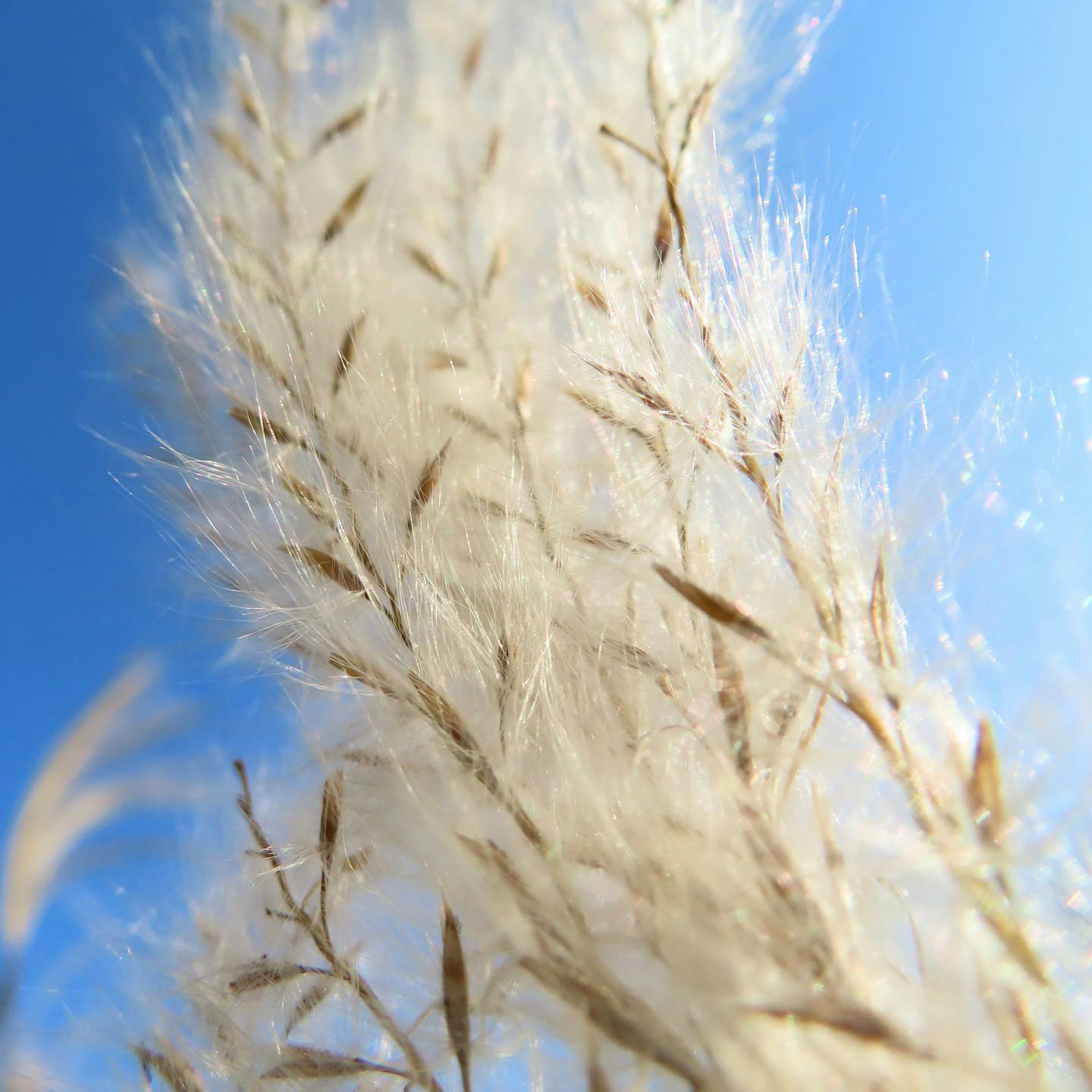 Fluffy white grass spikes against a blue sky