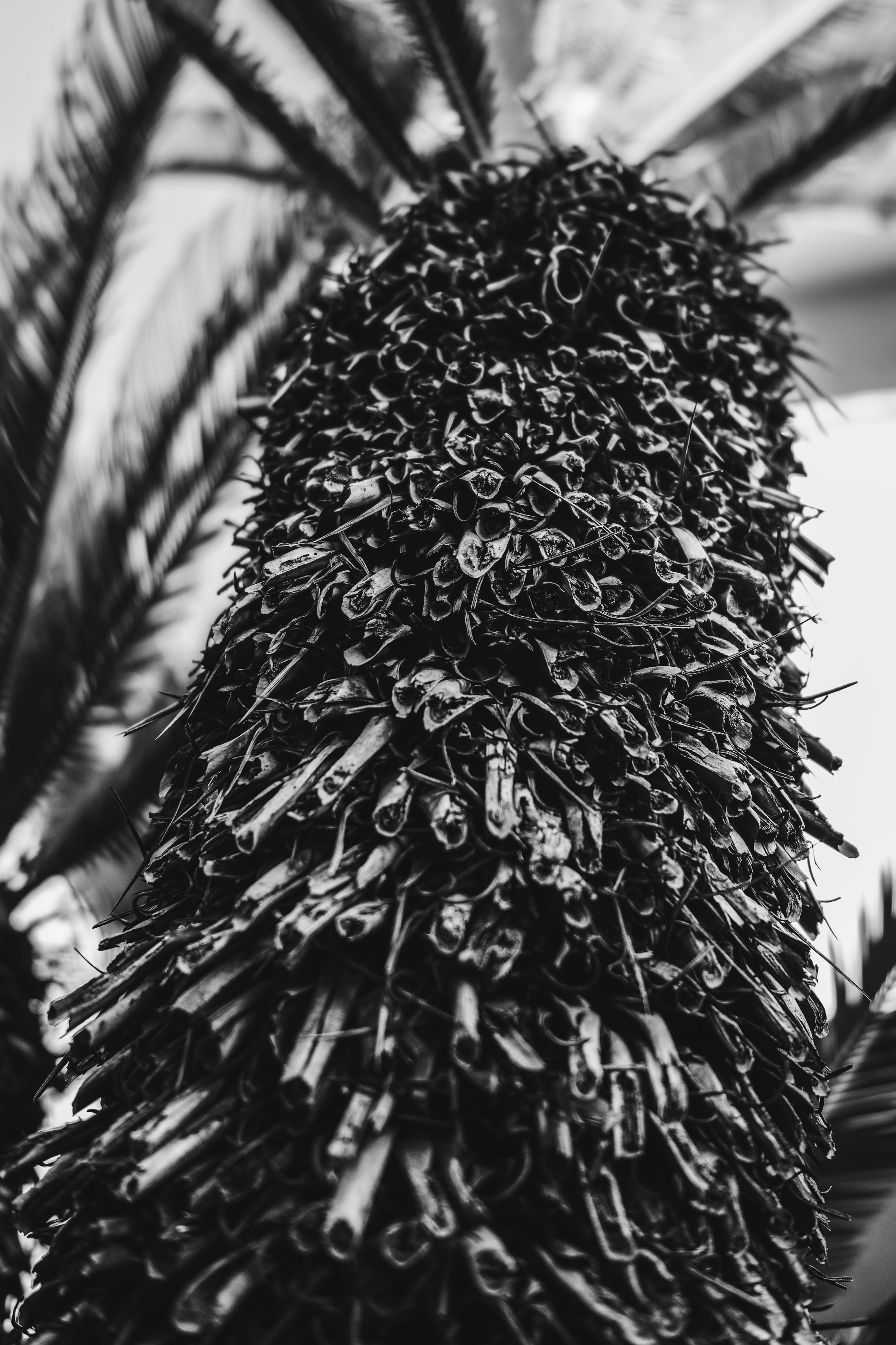 Close-up of a palm tree trunk with dense leaf structure in black and white