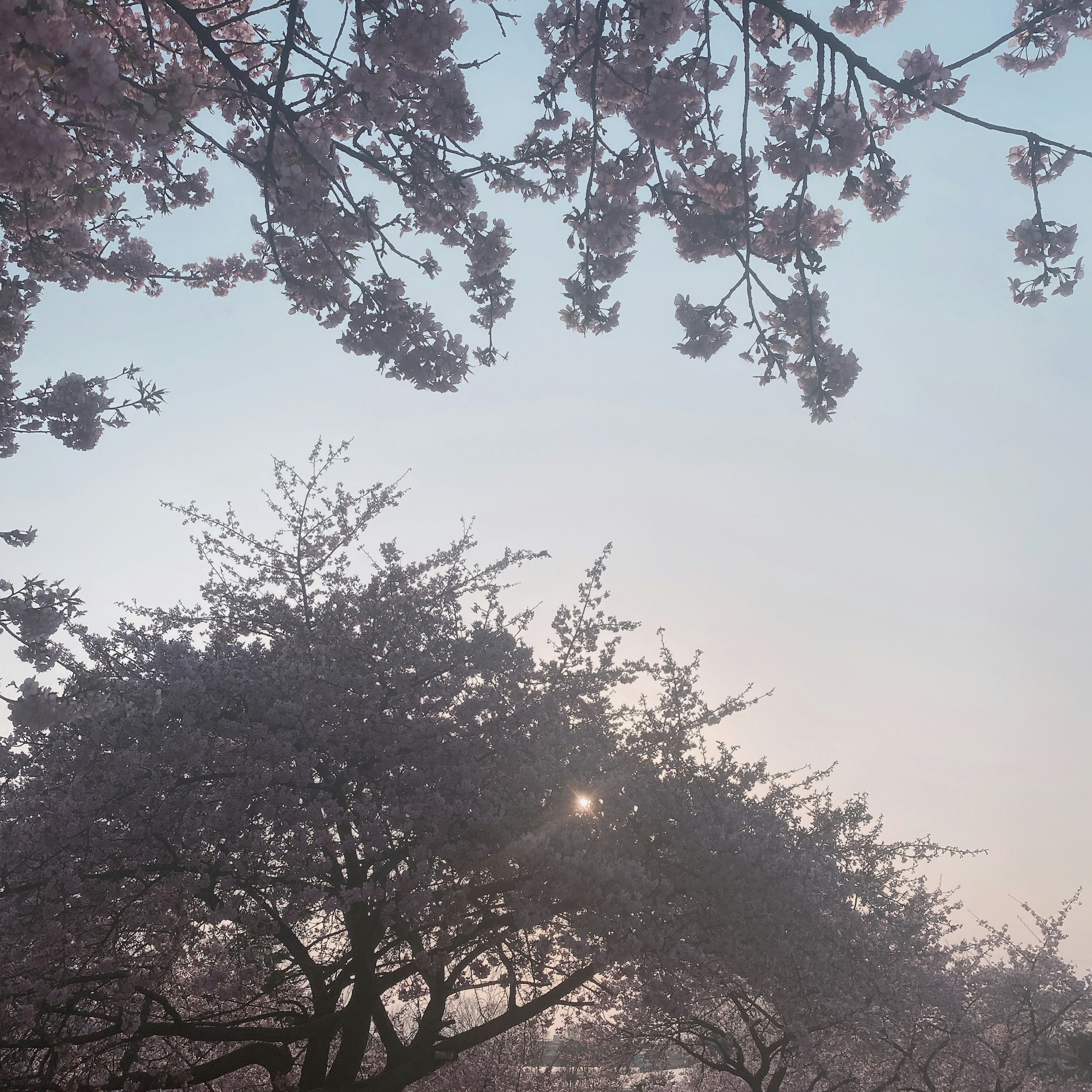 桜の木の間から見える夕日と薄明かりの風景