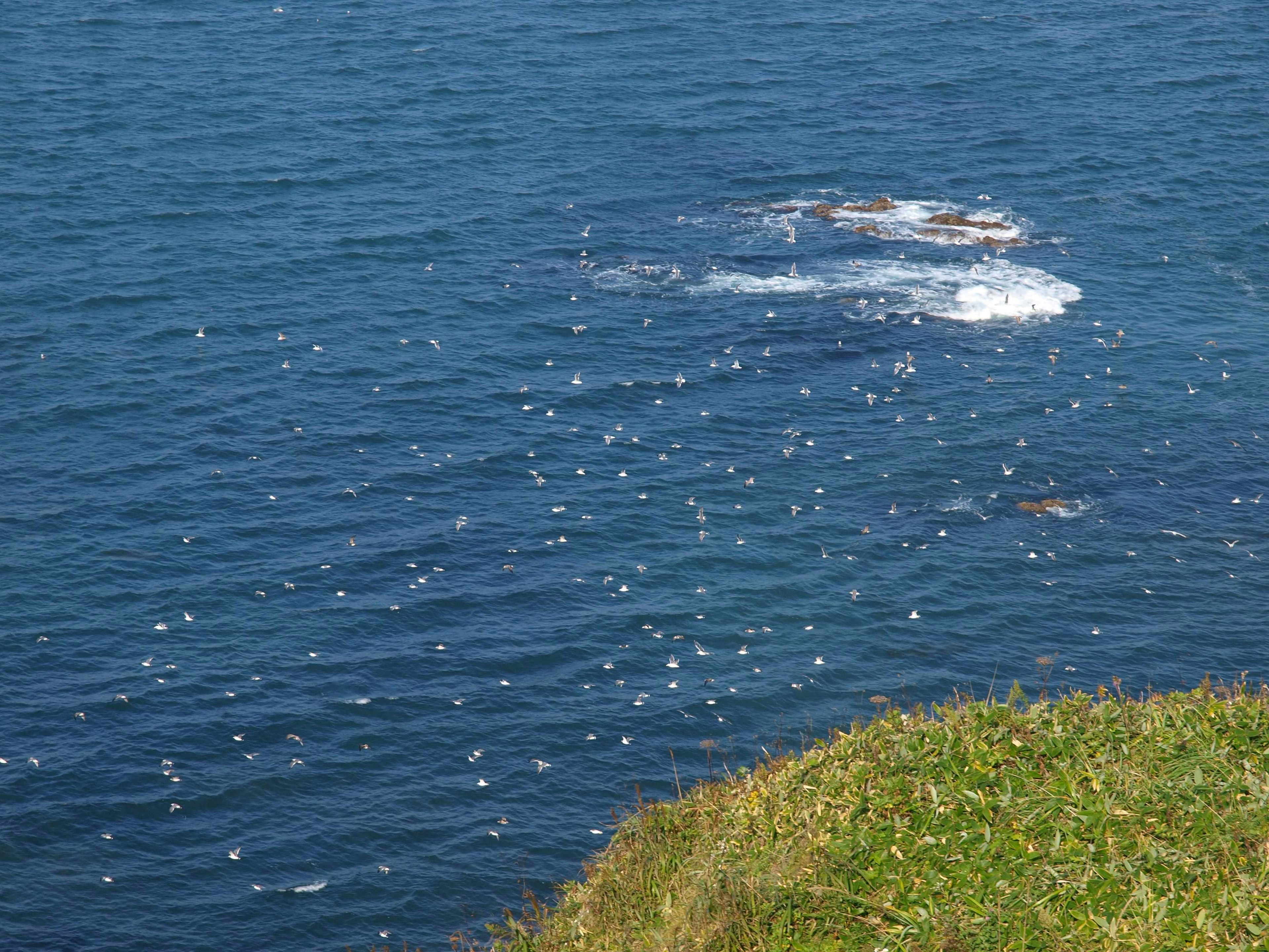 Blue ocean with white foam and grassy shore