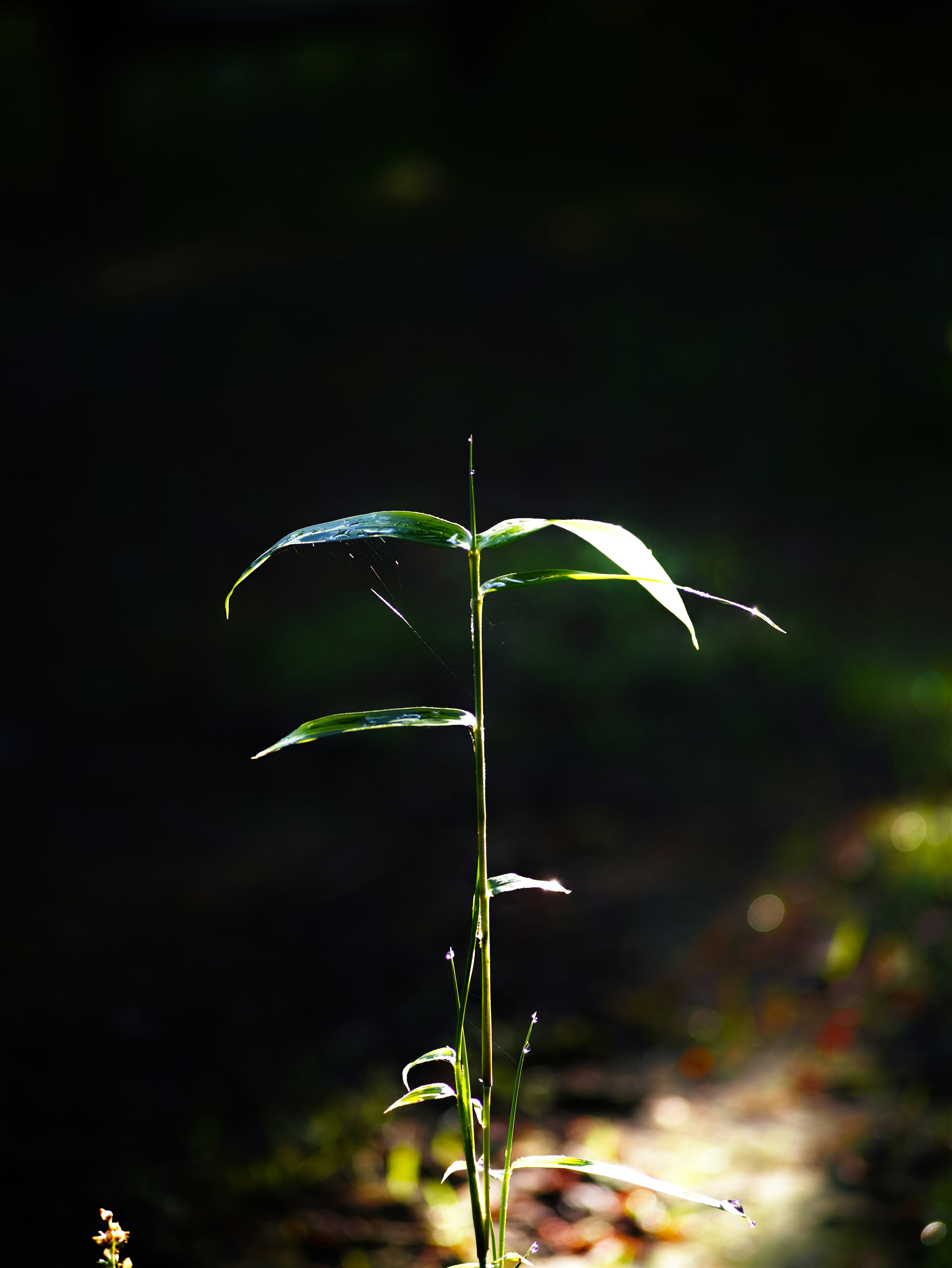 Planta delgada iluminada contra un fondo oscuro