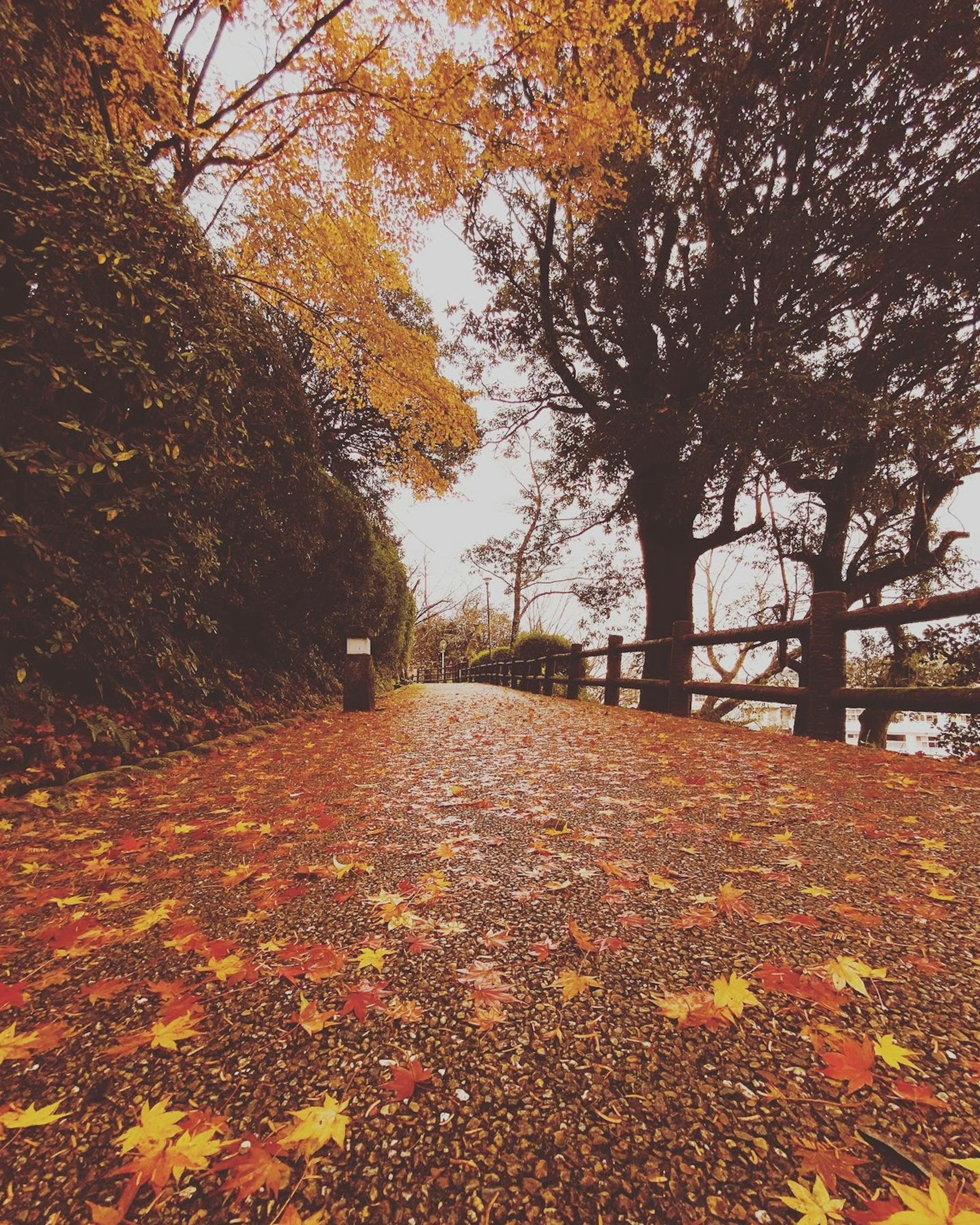 Pathway covered with autumn leaves and surrounding trees