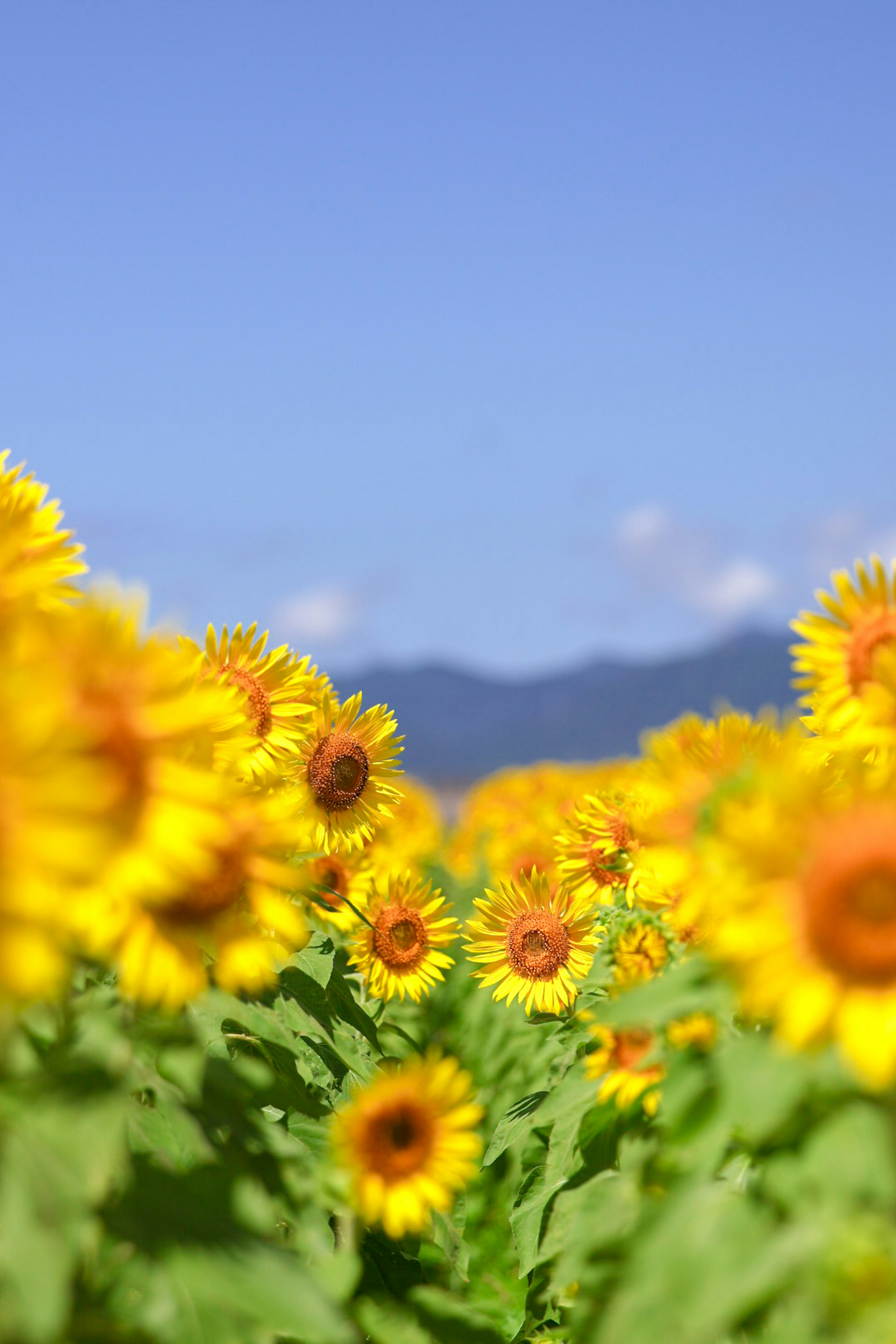 青空の下に咲くひまわりの花畑