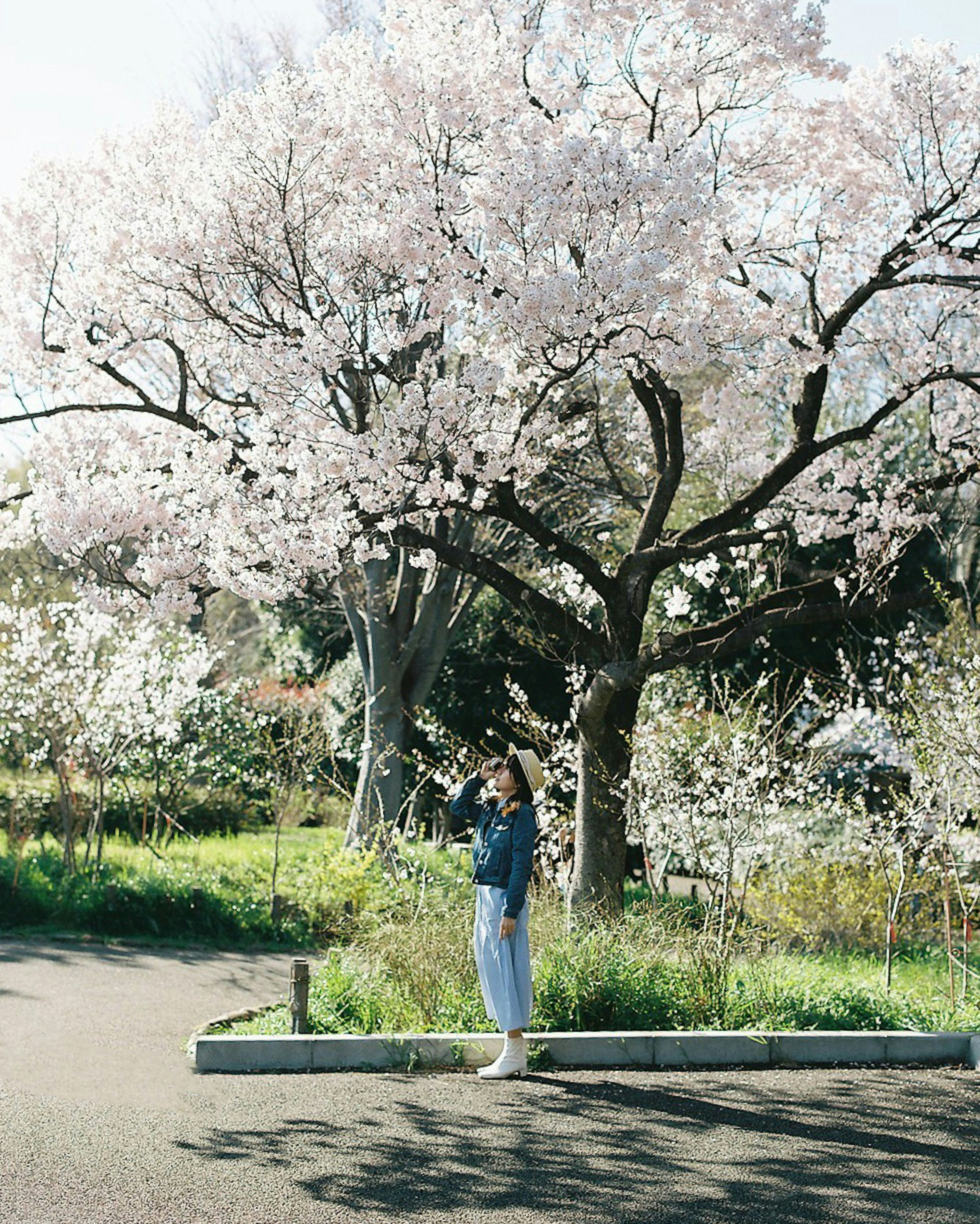 Donna che scatta una foto sotto un albero di ciliegio in fiore