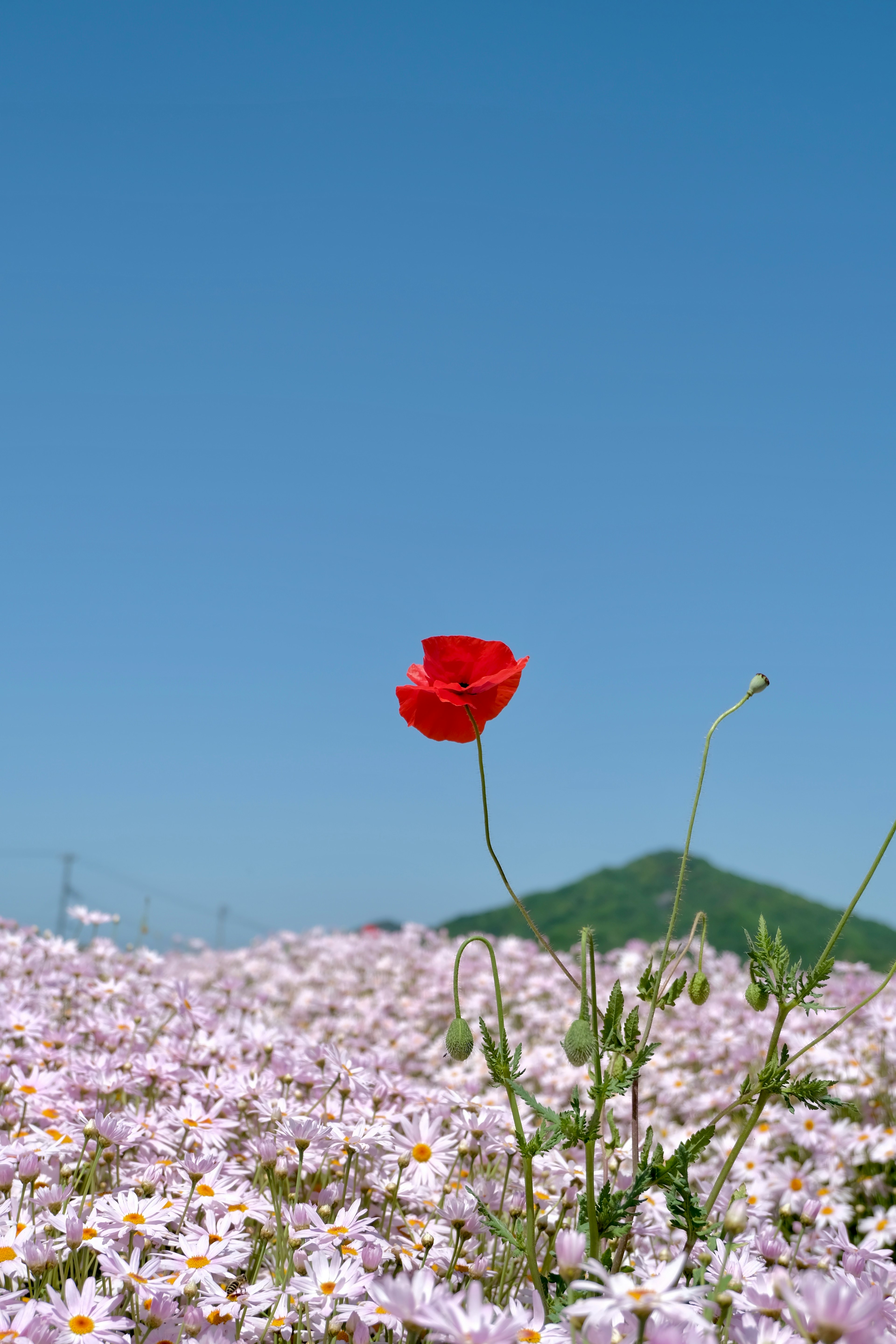photo-hyNq0PcKl2qIaC0uJX4L-image