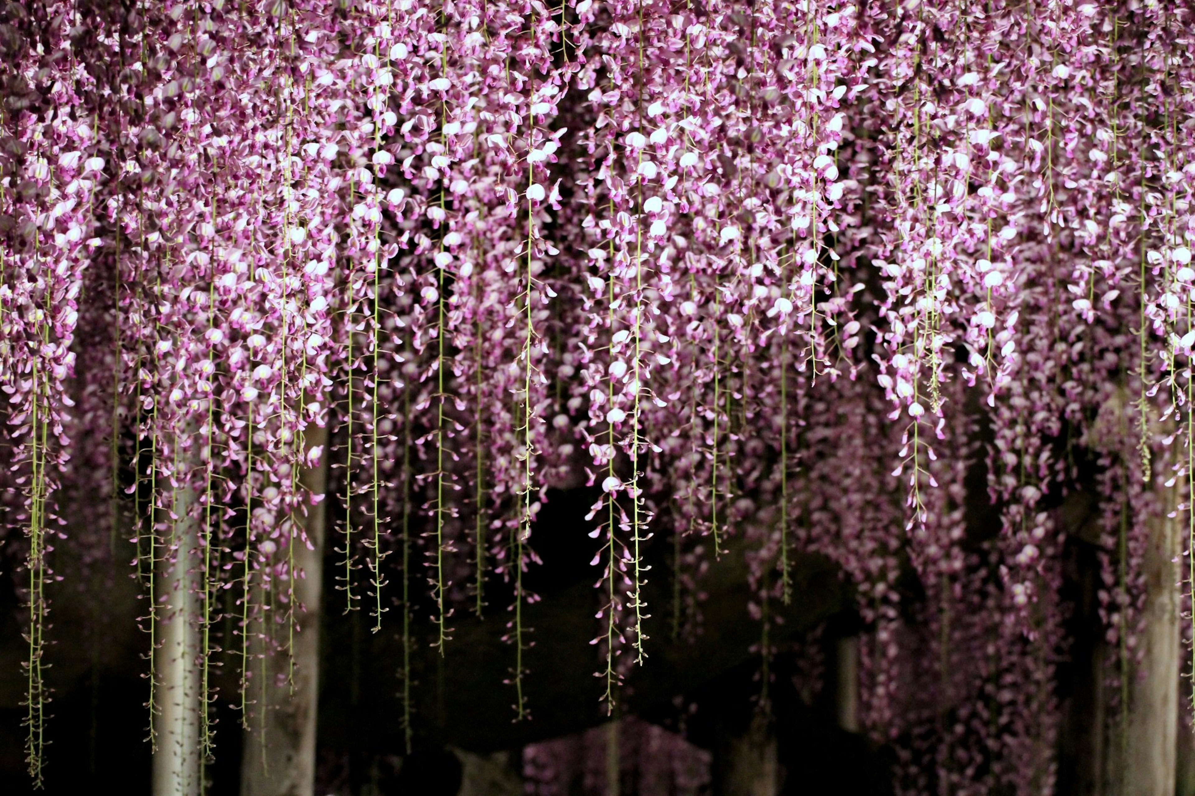 Beautiful wisteria flowers hanging down