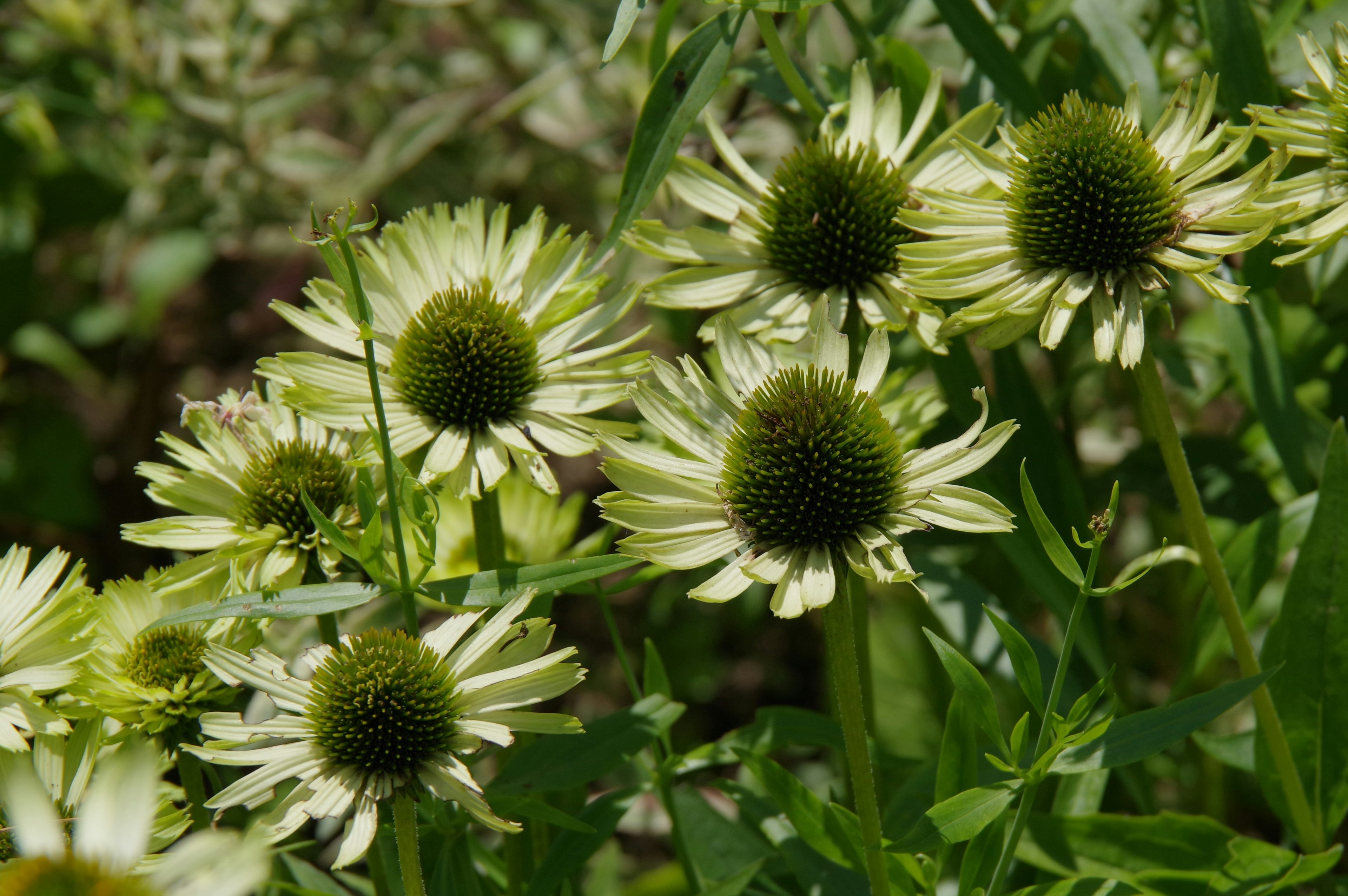 Cụm hoa echinacea với cánh hoa trắng và tâm xanh